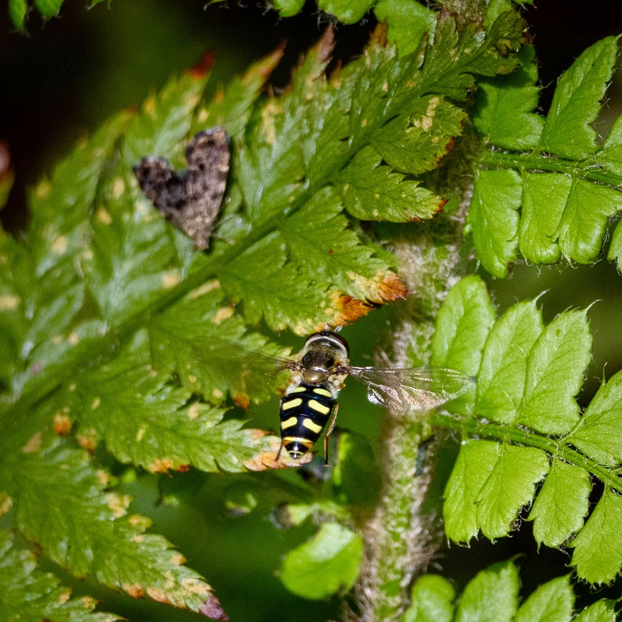 April News from the Garden