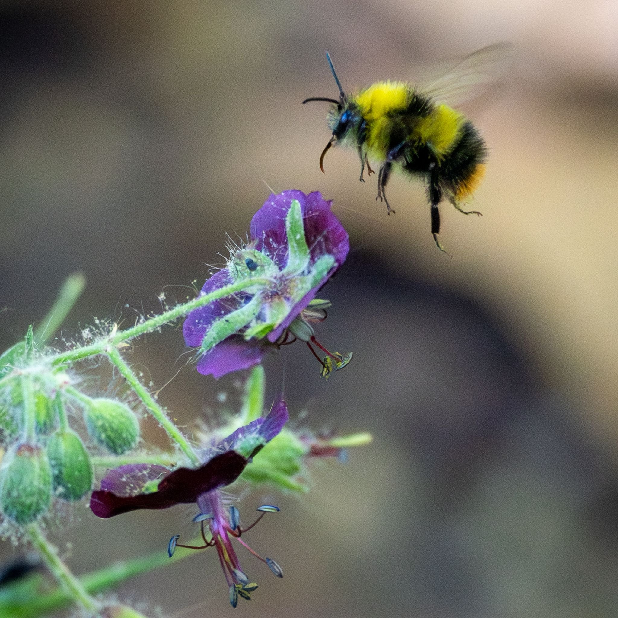 Susanna’s Wildlife Watch - April
