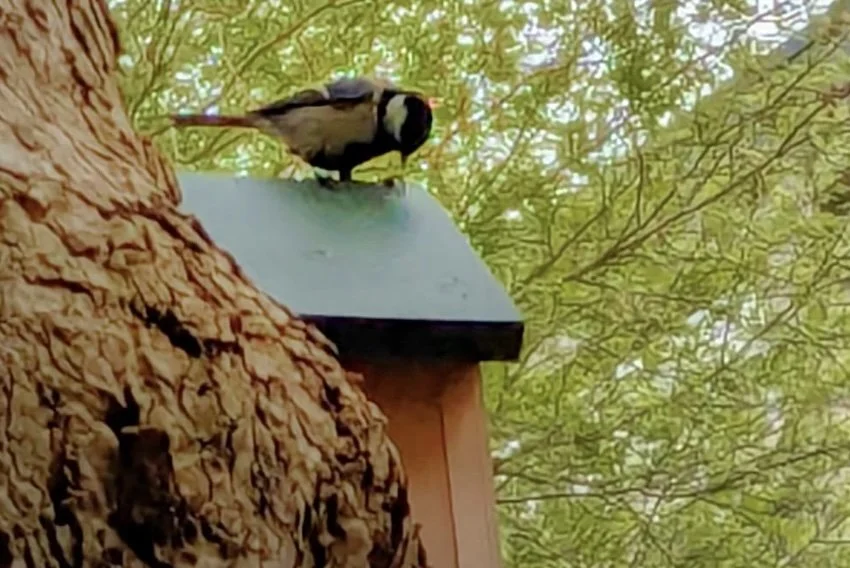 Susanna’s Wildlife Watch - June