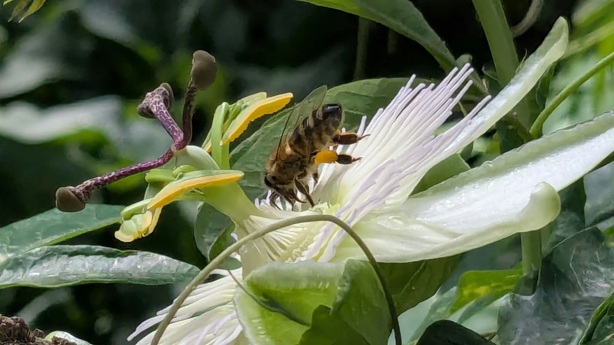 Susanna’s Wildlife Watch October