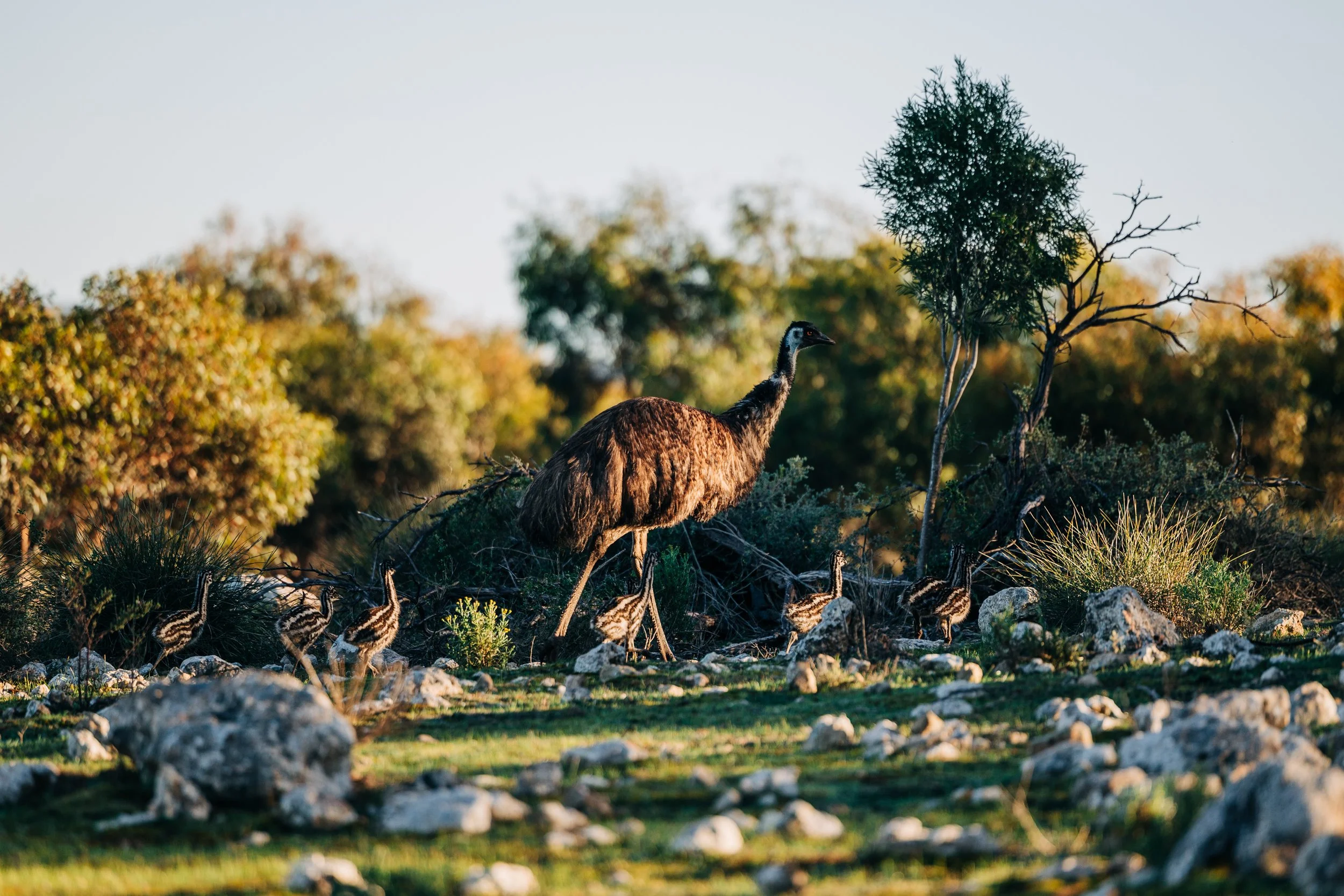 A large adult bird, possibly a rhea or ostrich, walking on rocky terrain surrounded by small birds, with trees and bushes in the background during daytime.