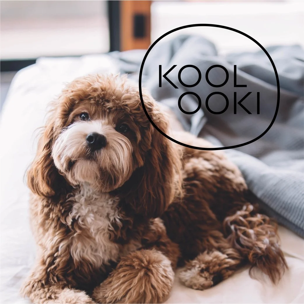 Koolooki