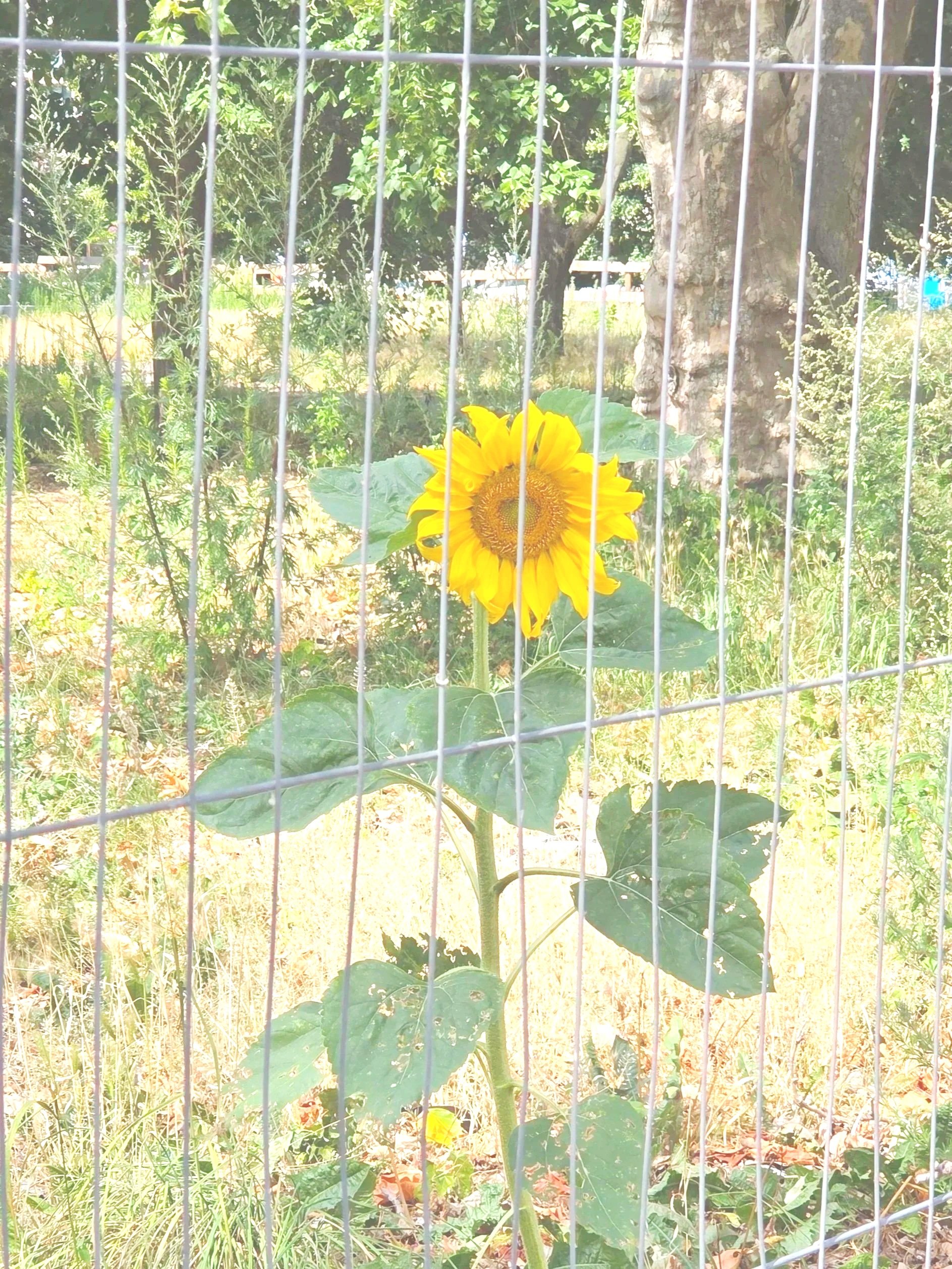 Eine Sonnenblume wächst hinter einem maschendrahtzaun samt grünen Blättern, Bäumen und Natur im Hintergrund.