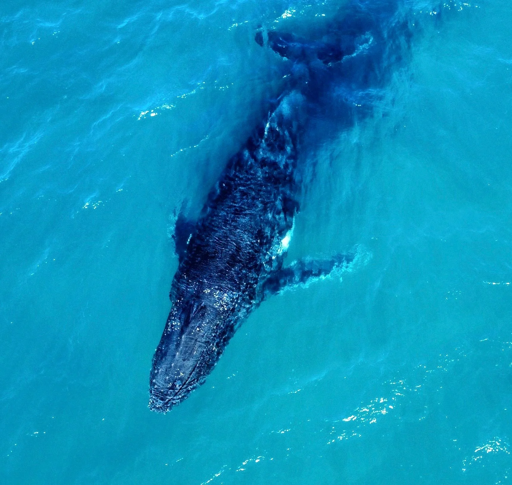 7.so swim far and stay close 