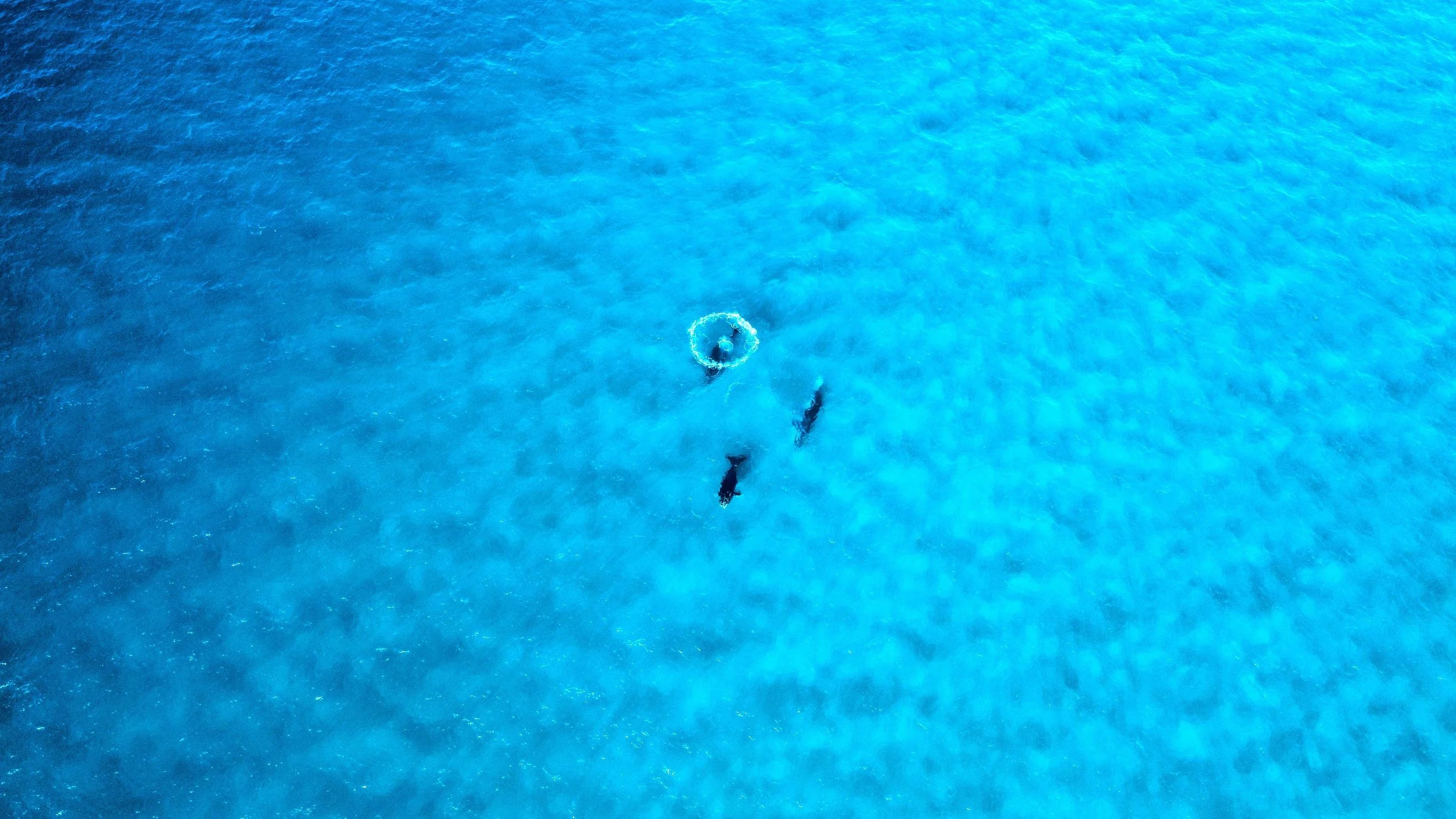 4.This design isn't about a whale. It's about your journey and the ones who swim beside you, even when you are far apart. About friendship that drifts but never disappears. About family that gives you space to grow, but still keeps you safe. We all n