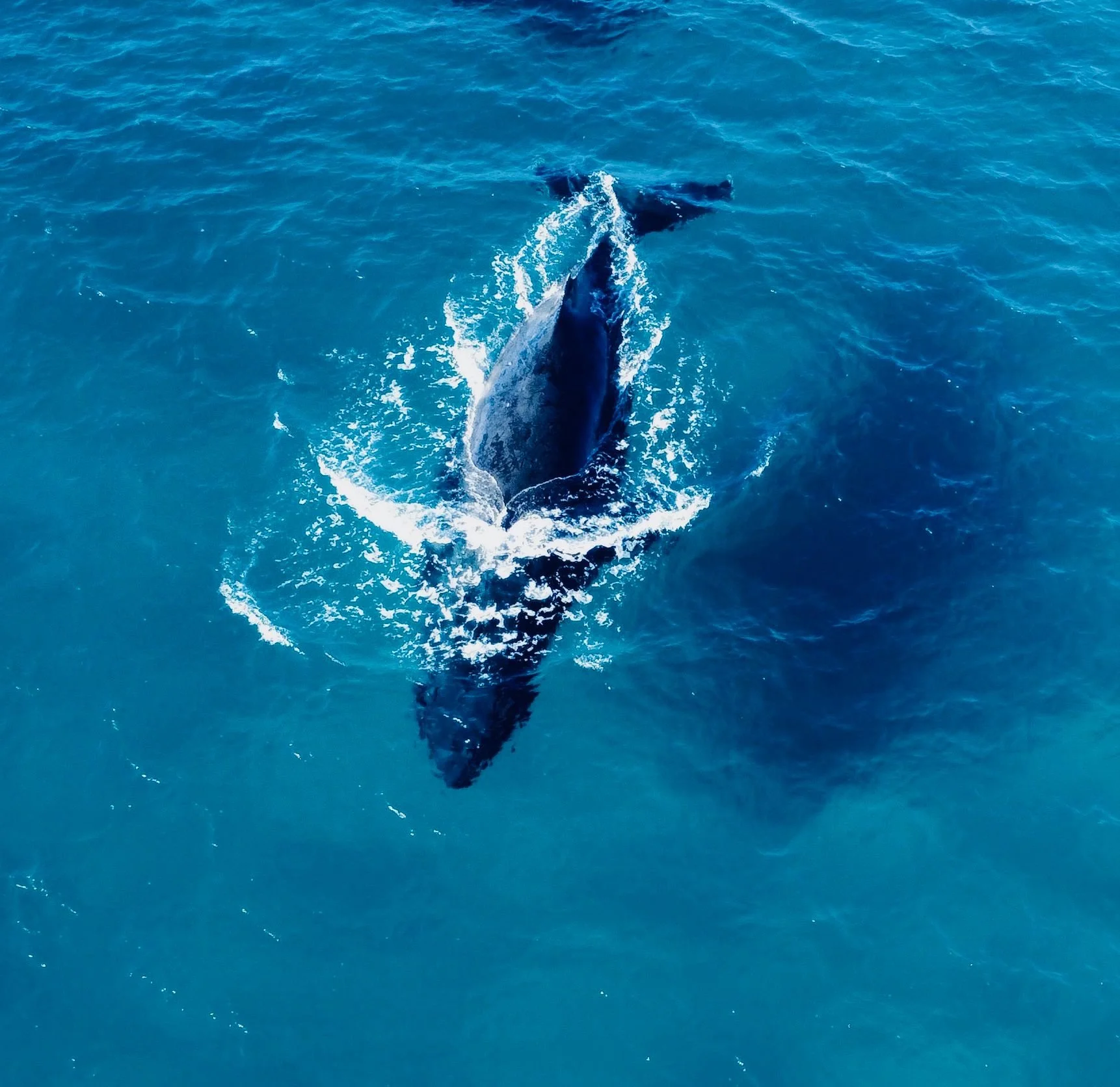 3.soft but unstoppable - every year the humpbacks leave the icy arctic and swim thousands of miles to the warmer waters of the Great Barrier Reef. Always the same route. Always together. It's a journey of trust - of instinct, rhythm and returning.
