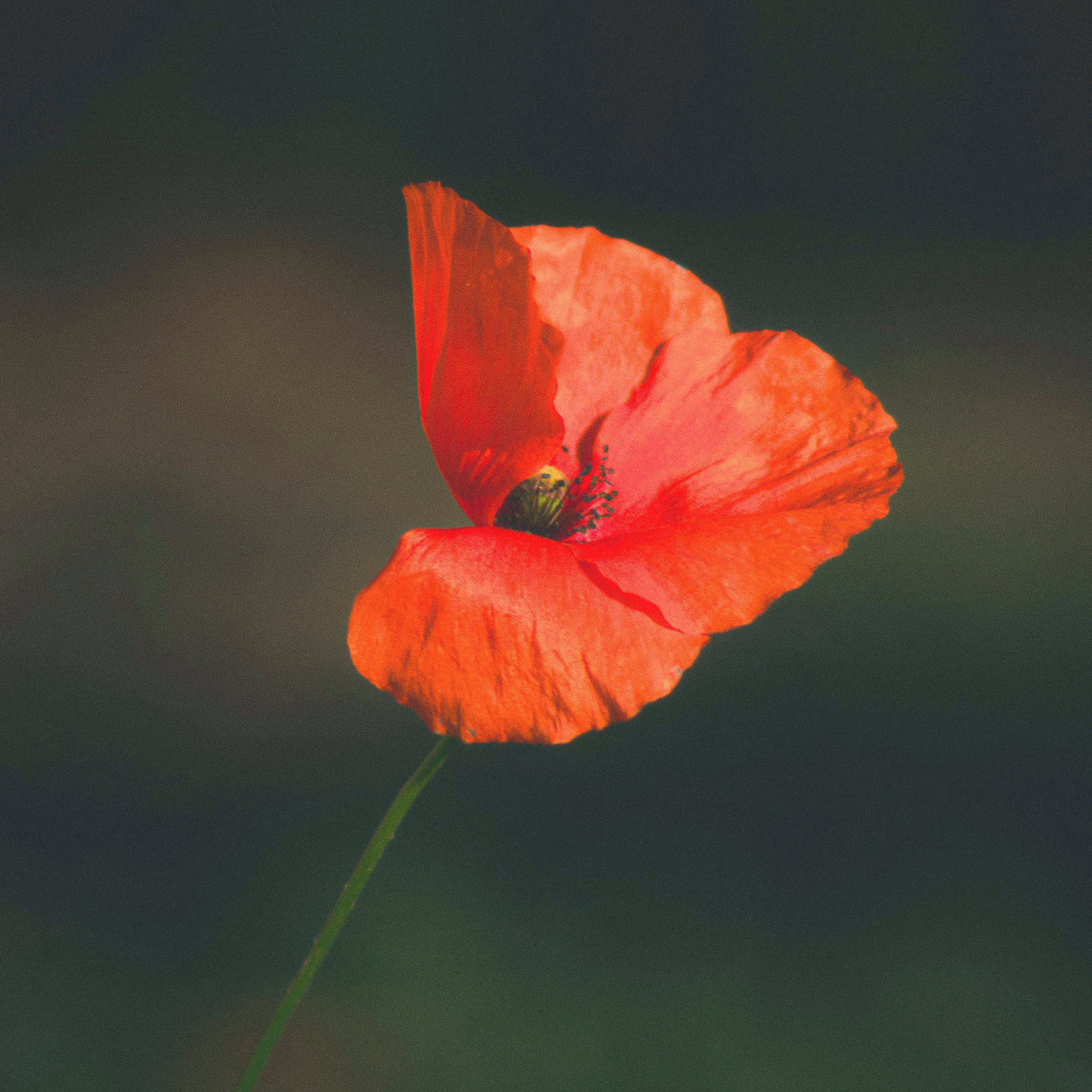 Eine rote Blume auf einem dunkelgrünen, unscharfen Hintergrund.
