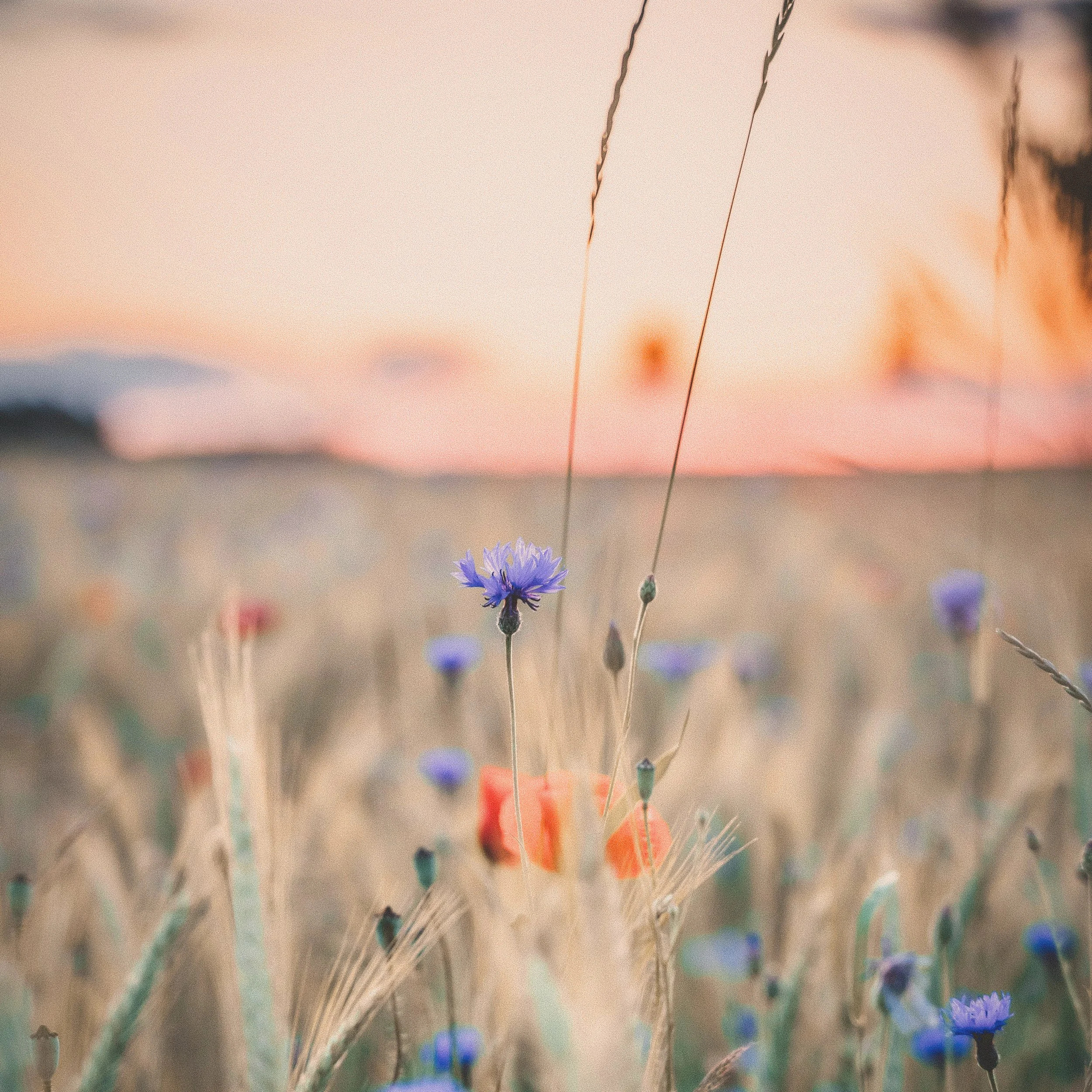 Bunte Blumen in einem Getreidefeld bei Sonnenuntergang, mit zarten blauen und orange-roten Blüten, weiches Licht und Himmel im Hintergrund.