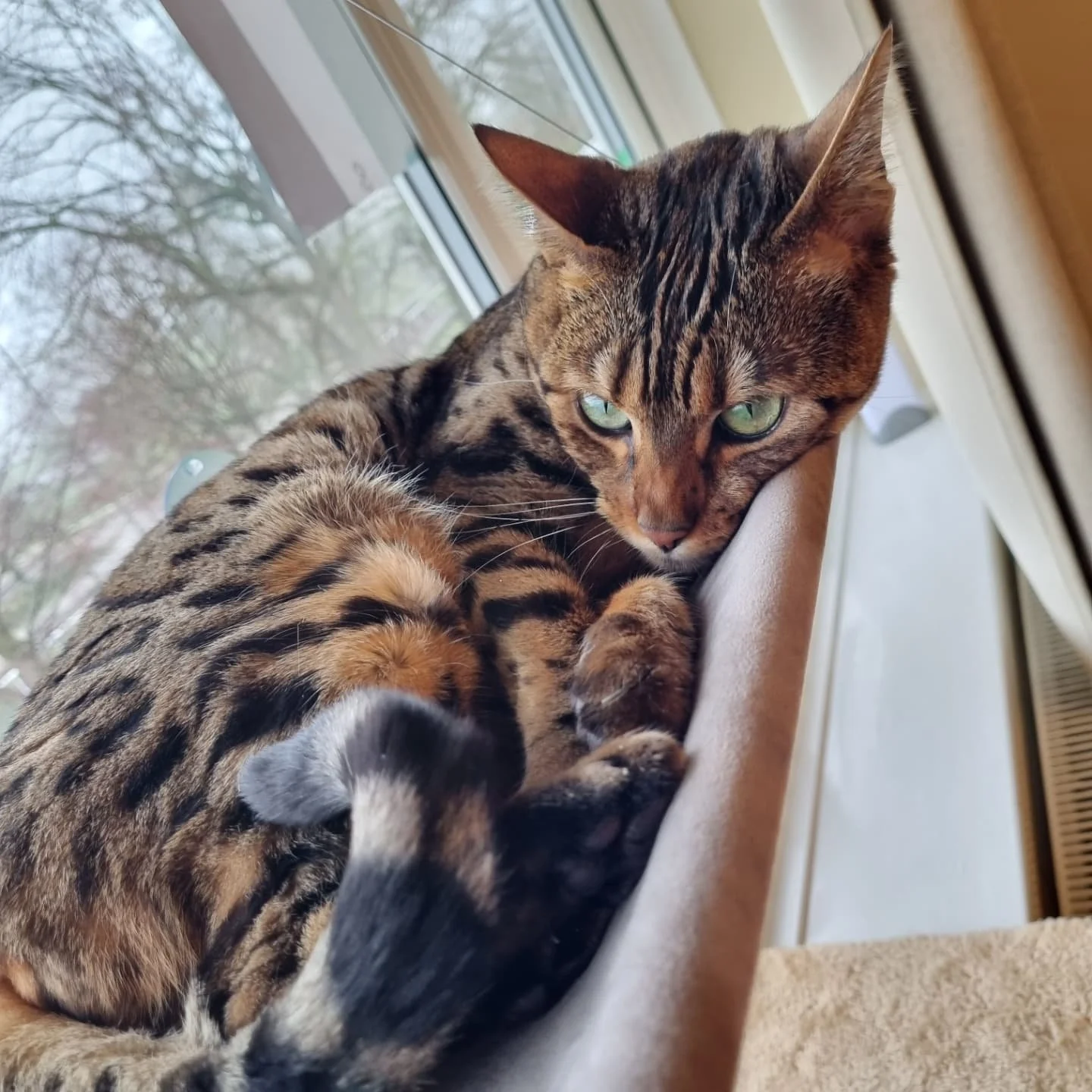 My little leopard princess 🐆👑✨️