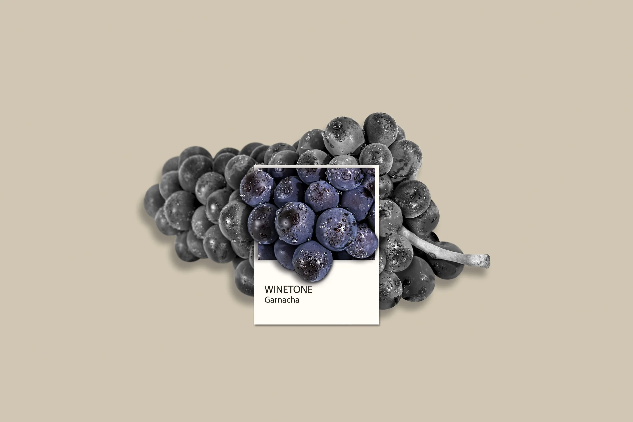 Grape Colour Swatch.jpg