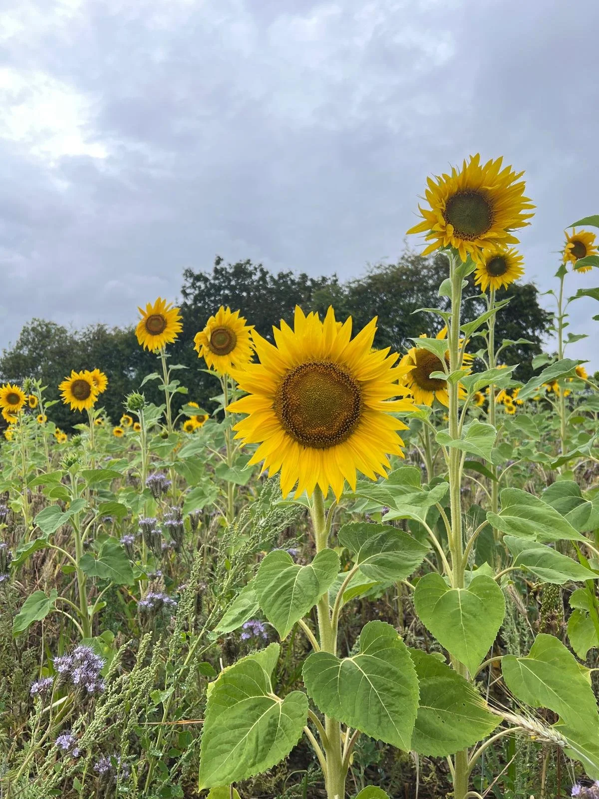 A group of bright yellow sunflowers growing in a field under a cloudy sky.