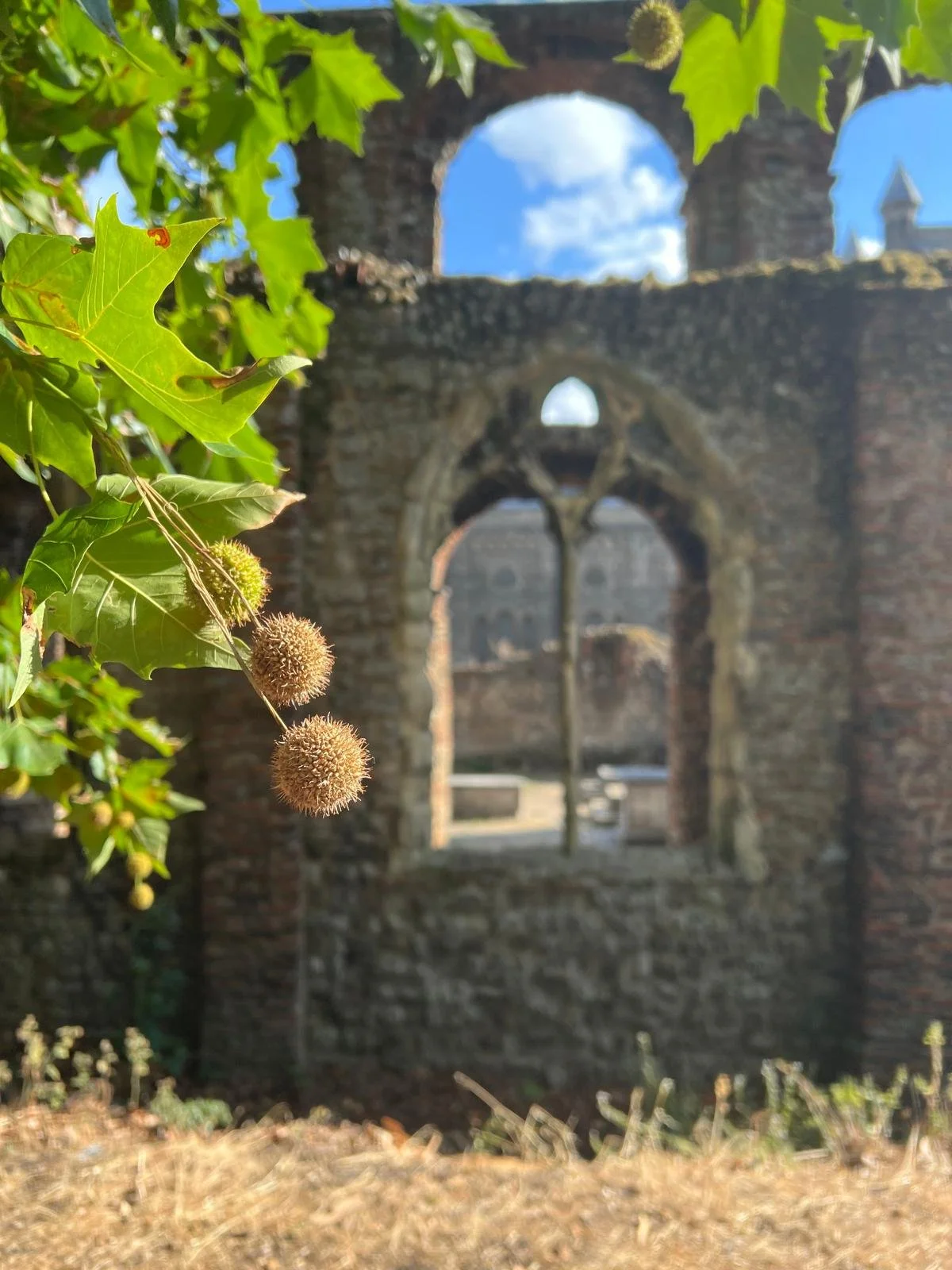 Close-up of green leaves and seed pods of a plant in the foreground, with the ruins of an old stone building featuring arched windows in the background under a blue sky with some clouds.