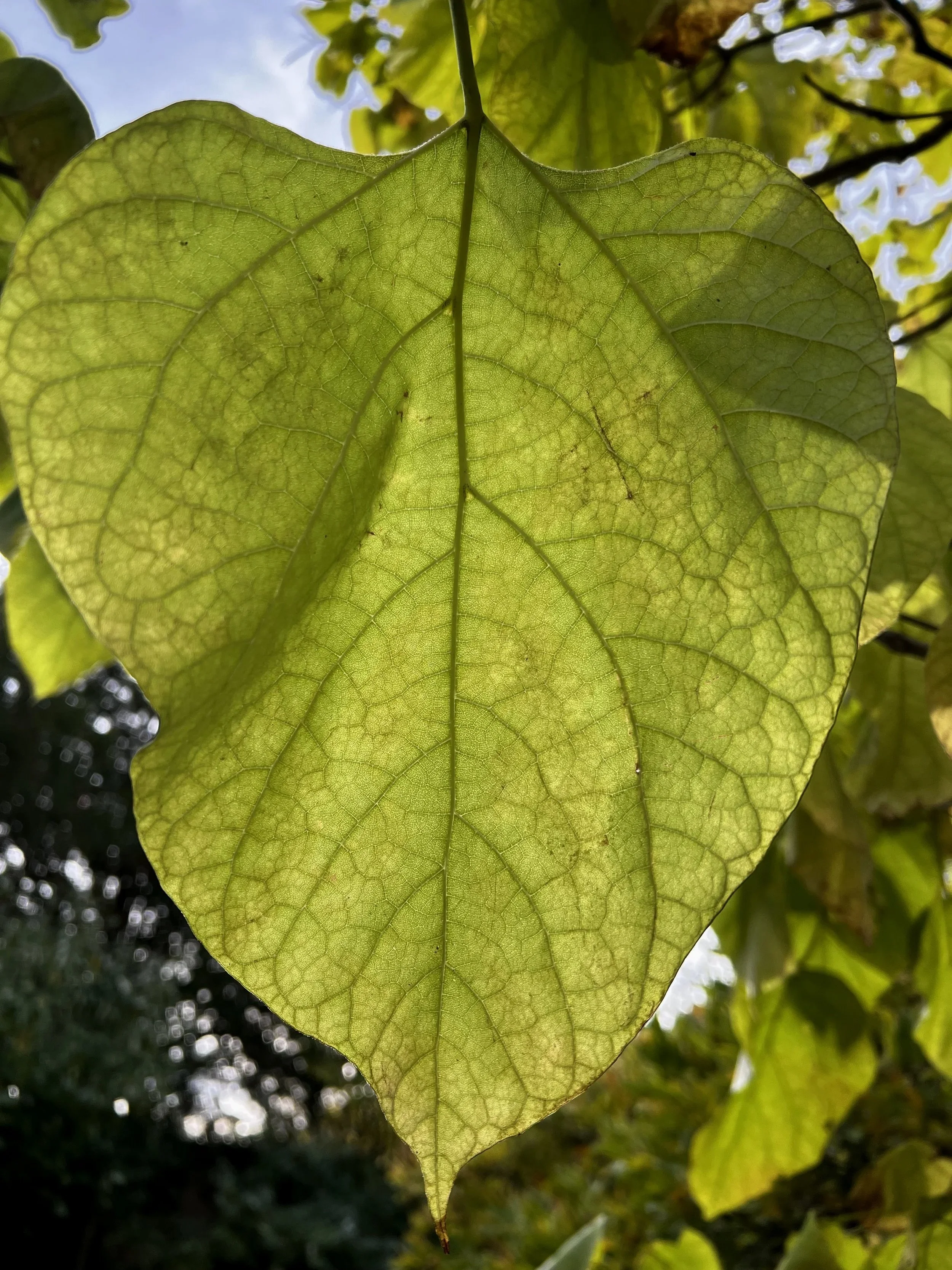 A close-up of a green leaf with visible veins, sunlight filtering through, with more leaves and sky in the background.