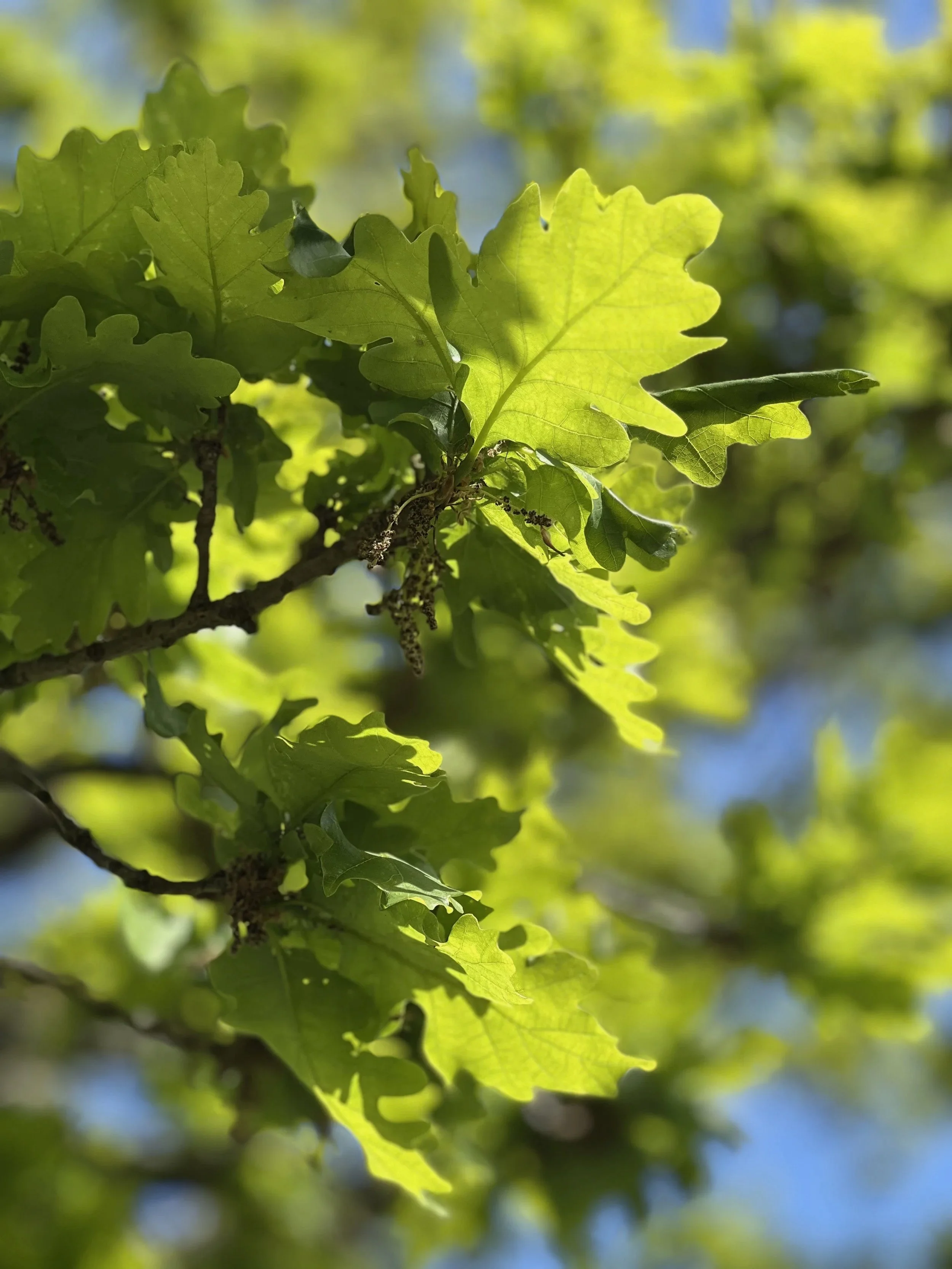 Close-up of green oak tree leaves with sunlight filtering through.