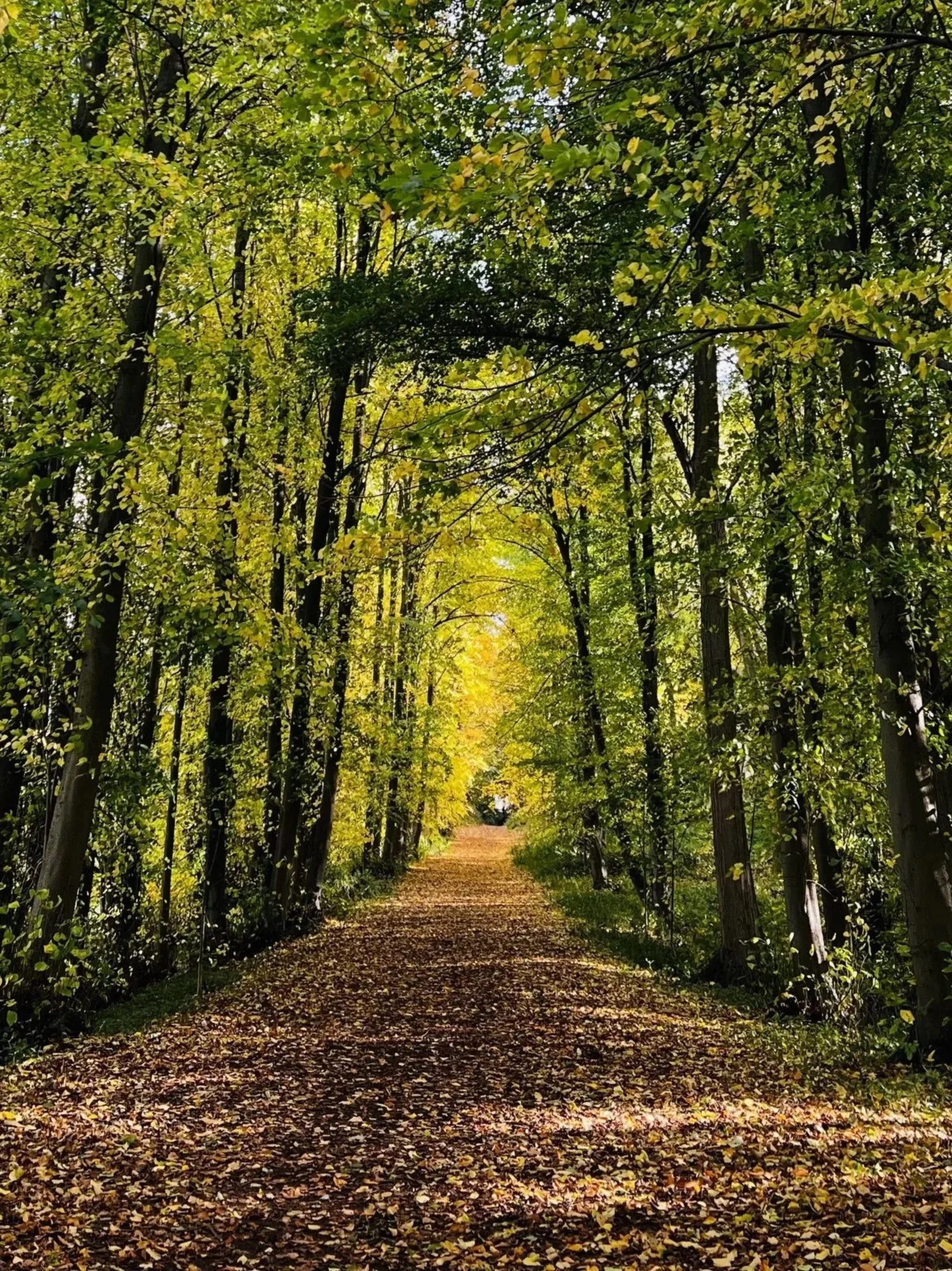 A dirt path covered with fallen leaves through a green and yellow forest canopy