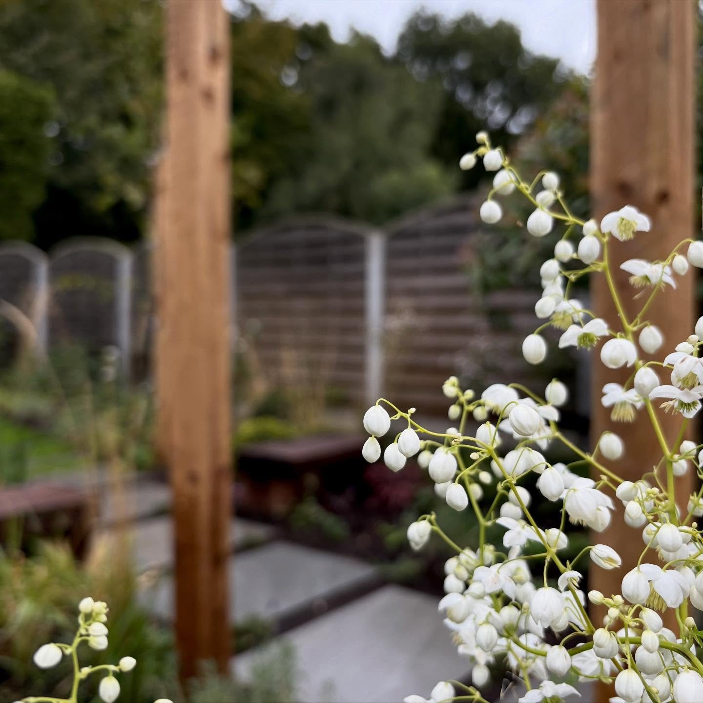 Up close and personal with some beautiful flowers and details in our latest build 🌻🌿

Featured Plant Species -
Thalictrum Splendide white
Rudbeckia
Trachelospermum jasminoides
Verbena bonariensis

#garden #gardendesign #plants #outdoors #outdoordes