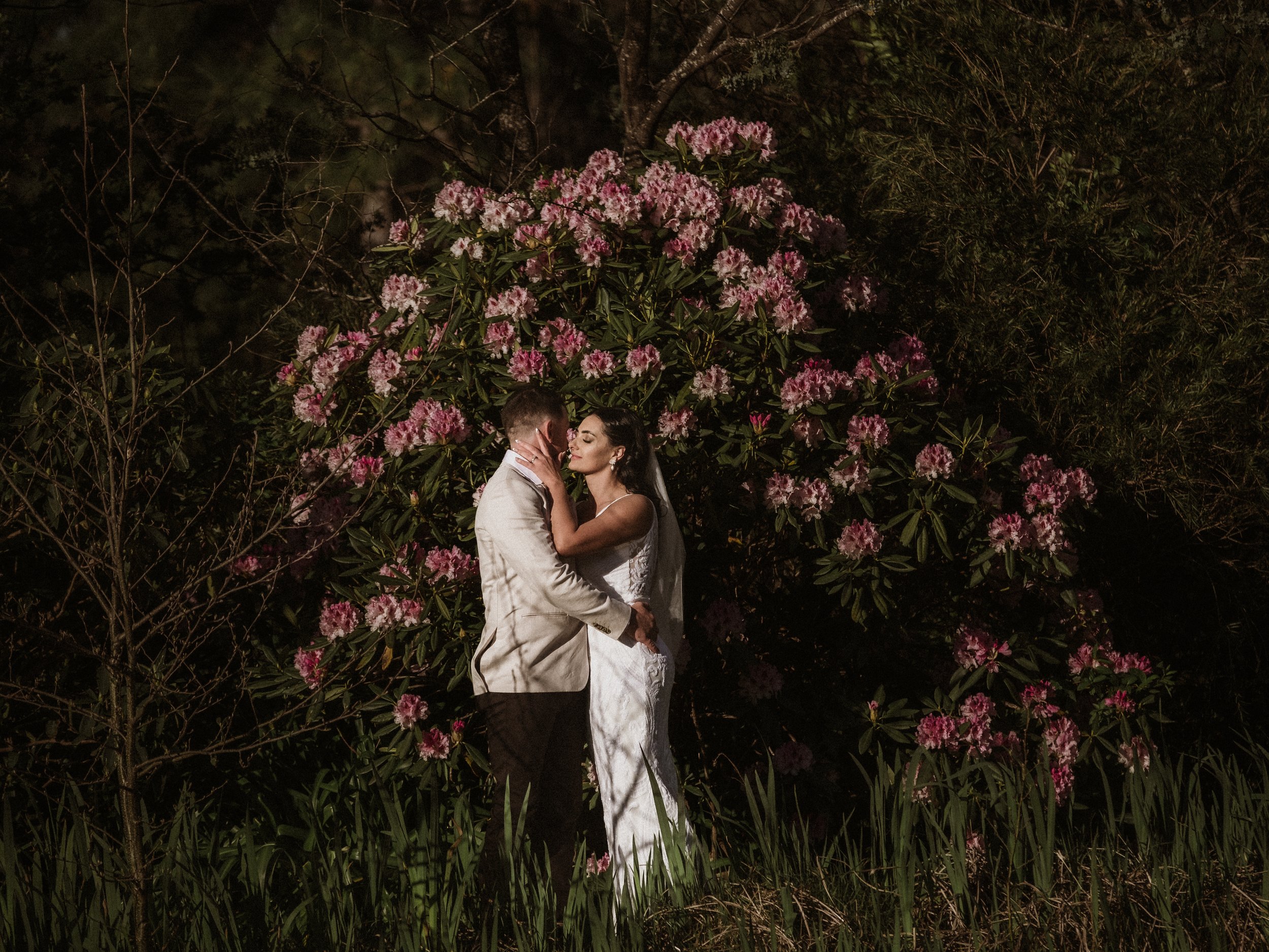 A couple in wedding attire sharing a kiss in front of a blooming pink and white rhododendron bush, illuminated at night.
