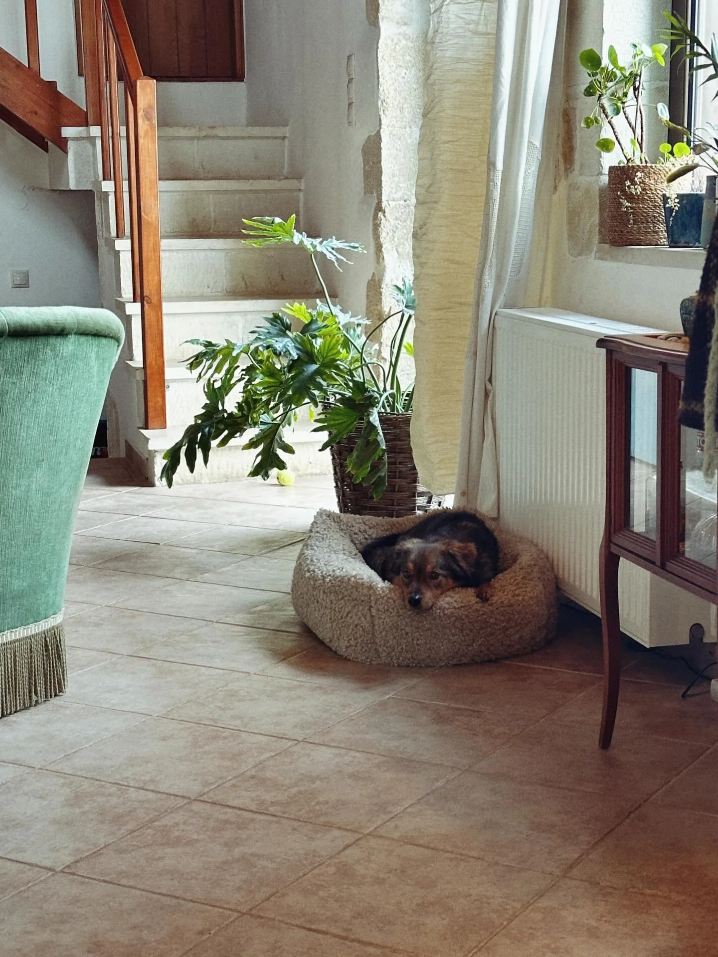 My baby bear 🤎🐻