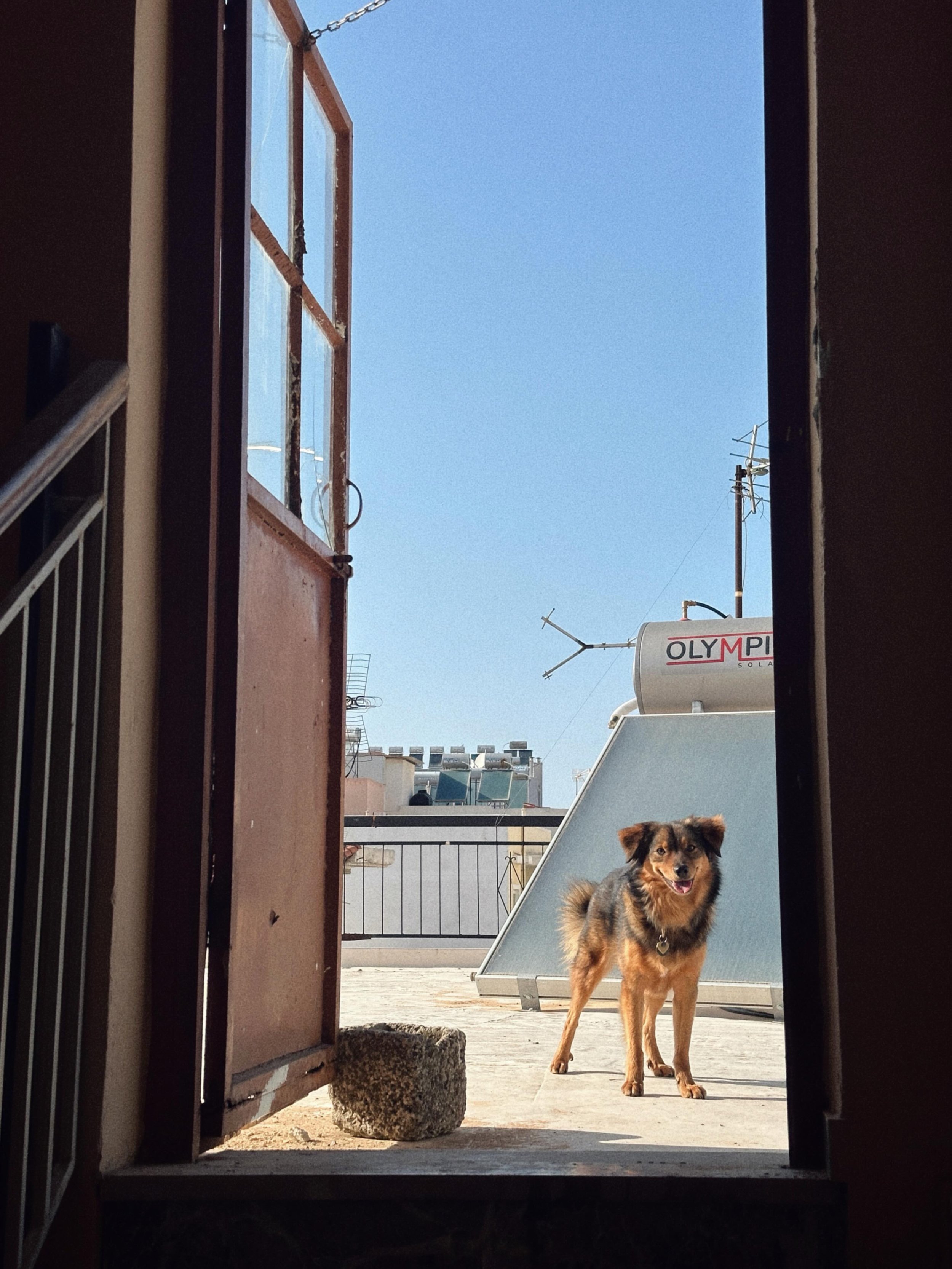 Hi from the rooftop 🐻