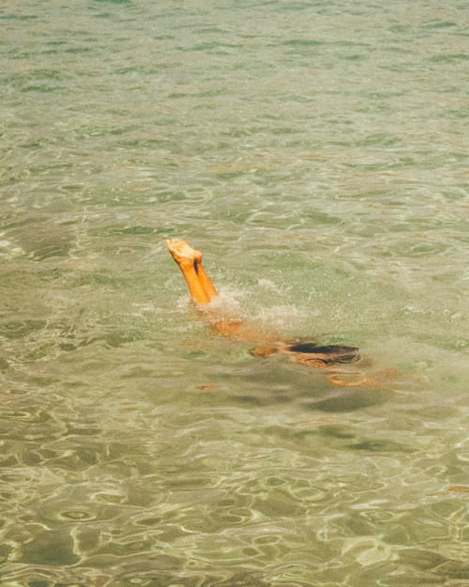 Persona che nuota in mare con una ciabatta di legno in mano.