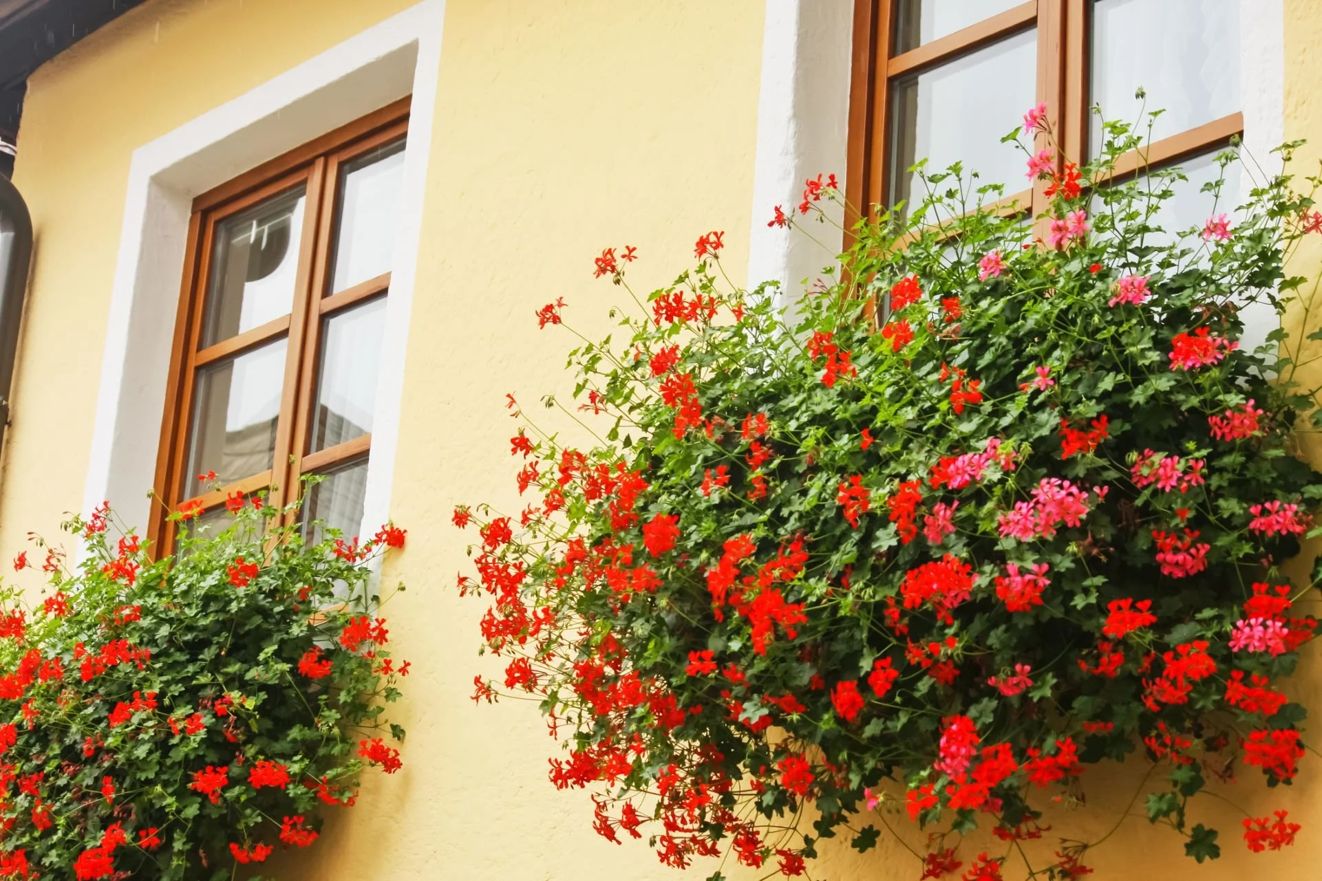 window-box-filled-with-flowers.jpg
