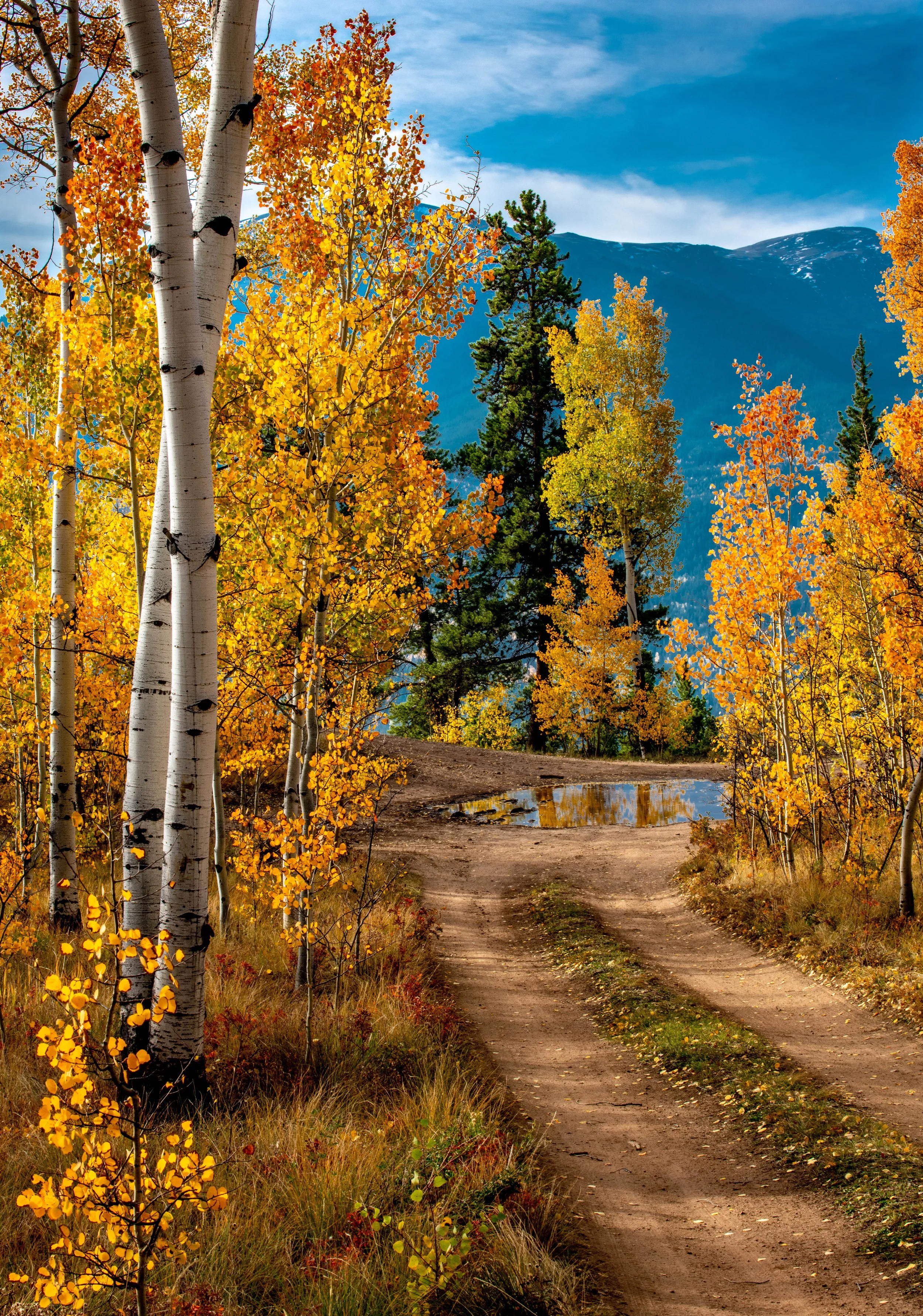 Twisted Aspens