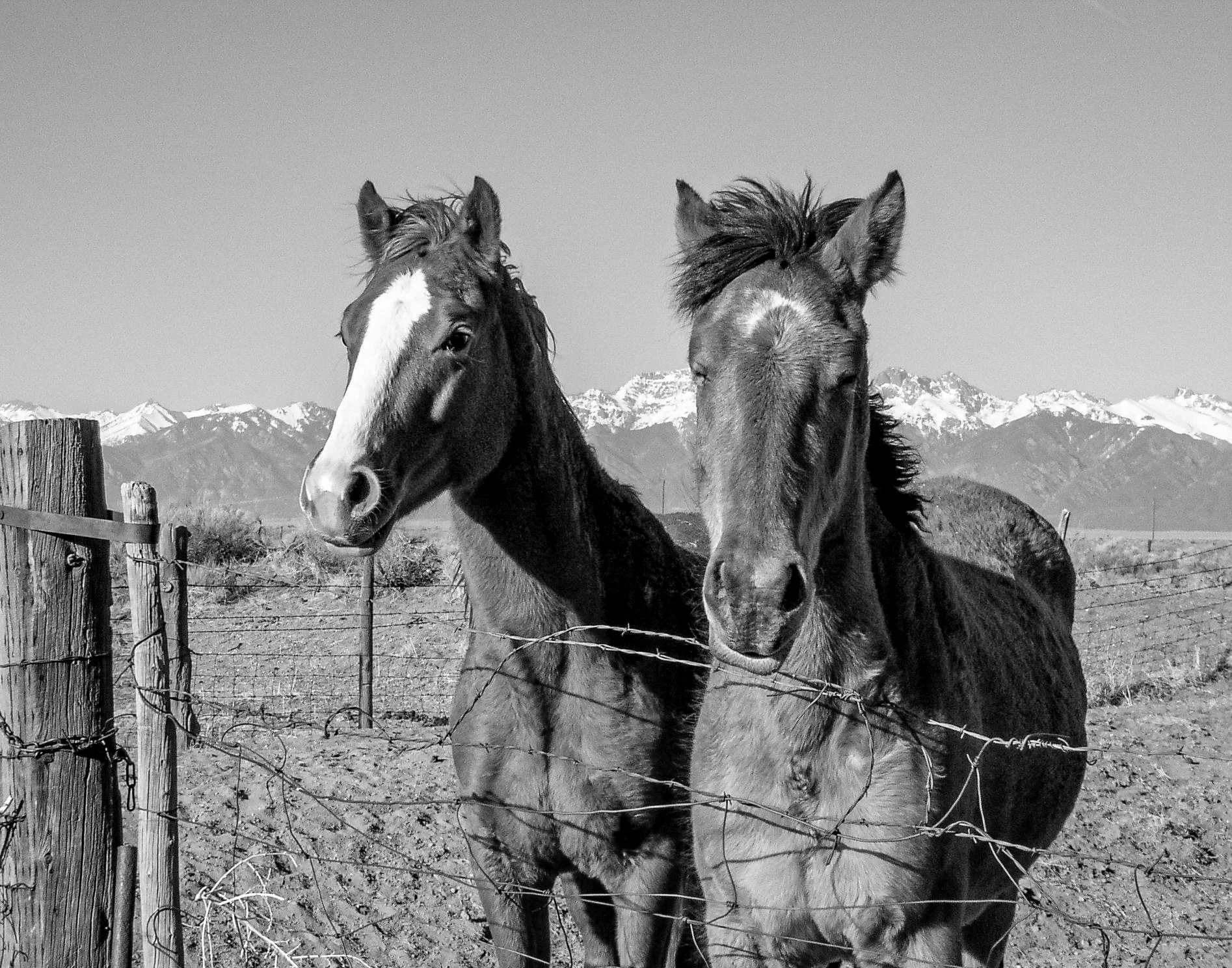 Horses - San Luis Valley, CO