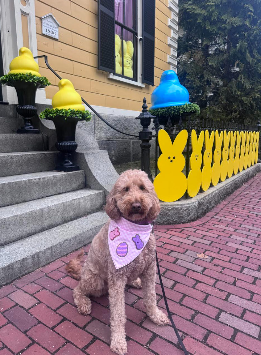 A springtime walk through Salem with my Peeps! 