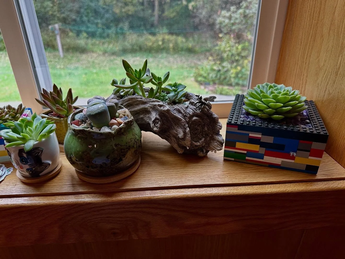 ✨ Nature, with a little imagination.
From LEGO builds to driftwood planters, every succulent we make has its own personality &mdash; playful, sustainable, and full of life.

Hand-potted in Minneapolis with love 🌱
Perfect for gifting or bringing a li