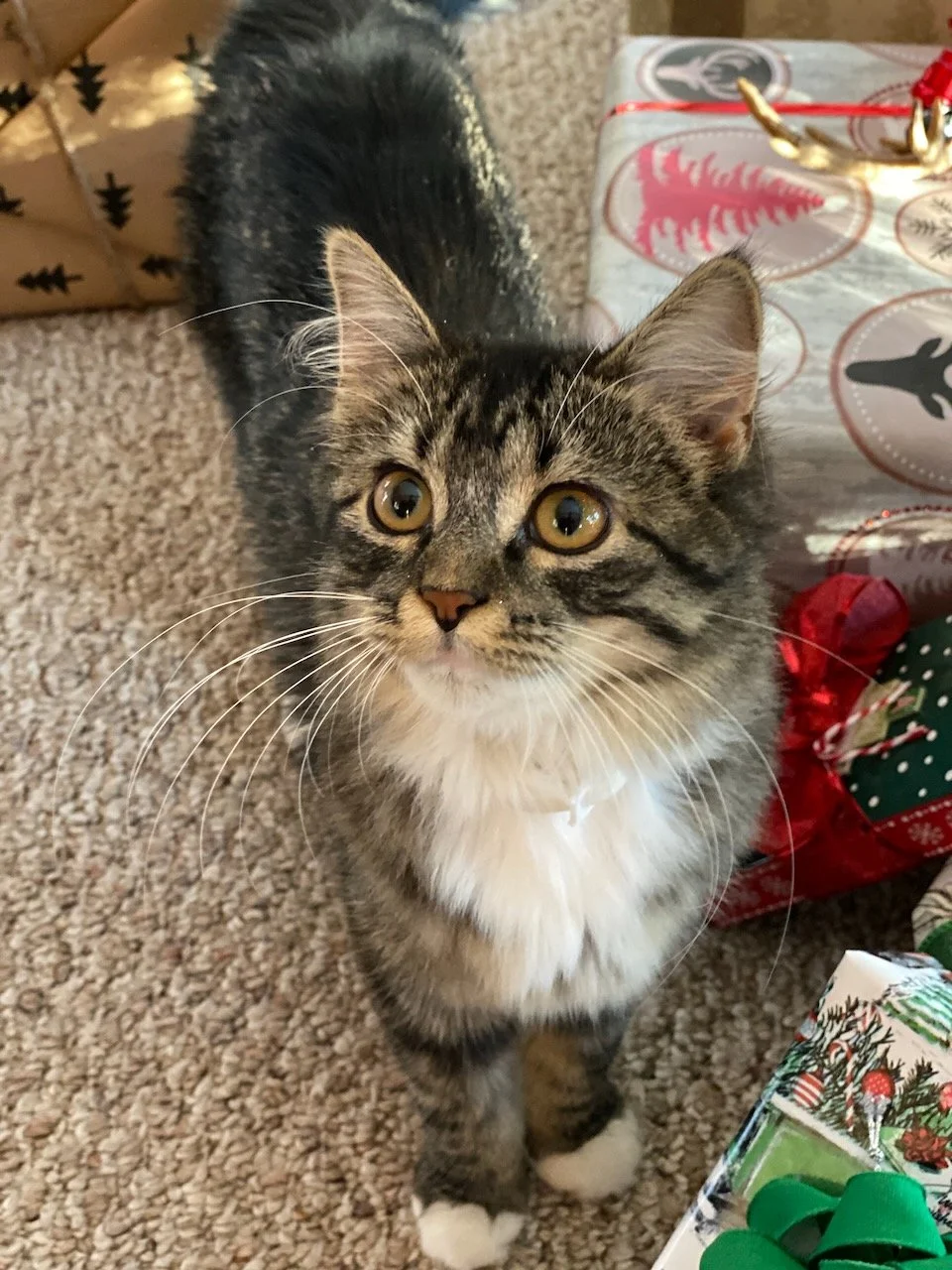 A young tabby kitten with fluffy fur and white paws looking up with big, yellow eyes near wrapped Christmas presents and gifts on a carpeted floor.