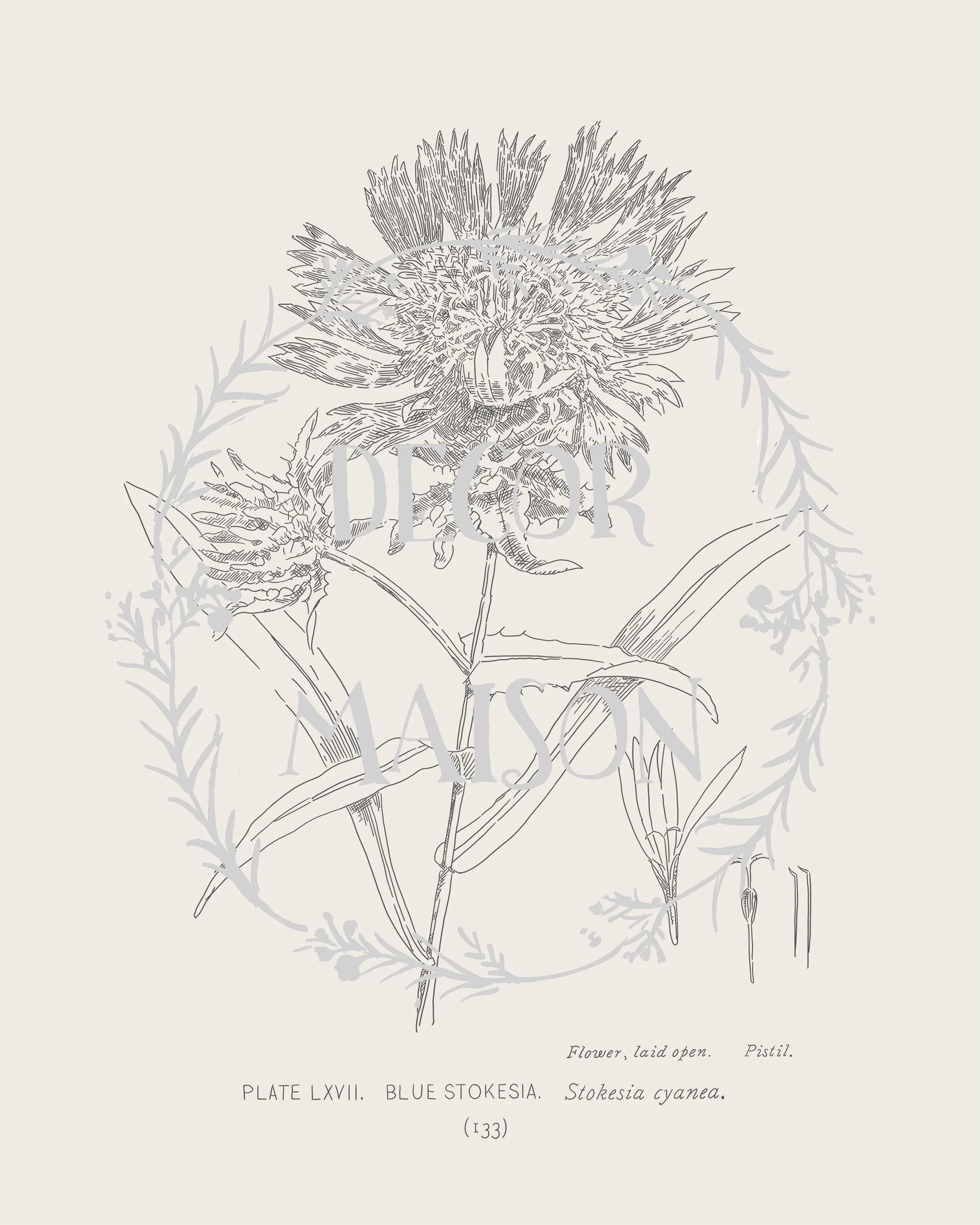Plate 133 - proof.jpg