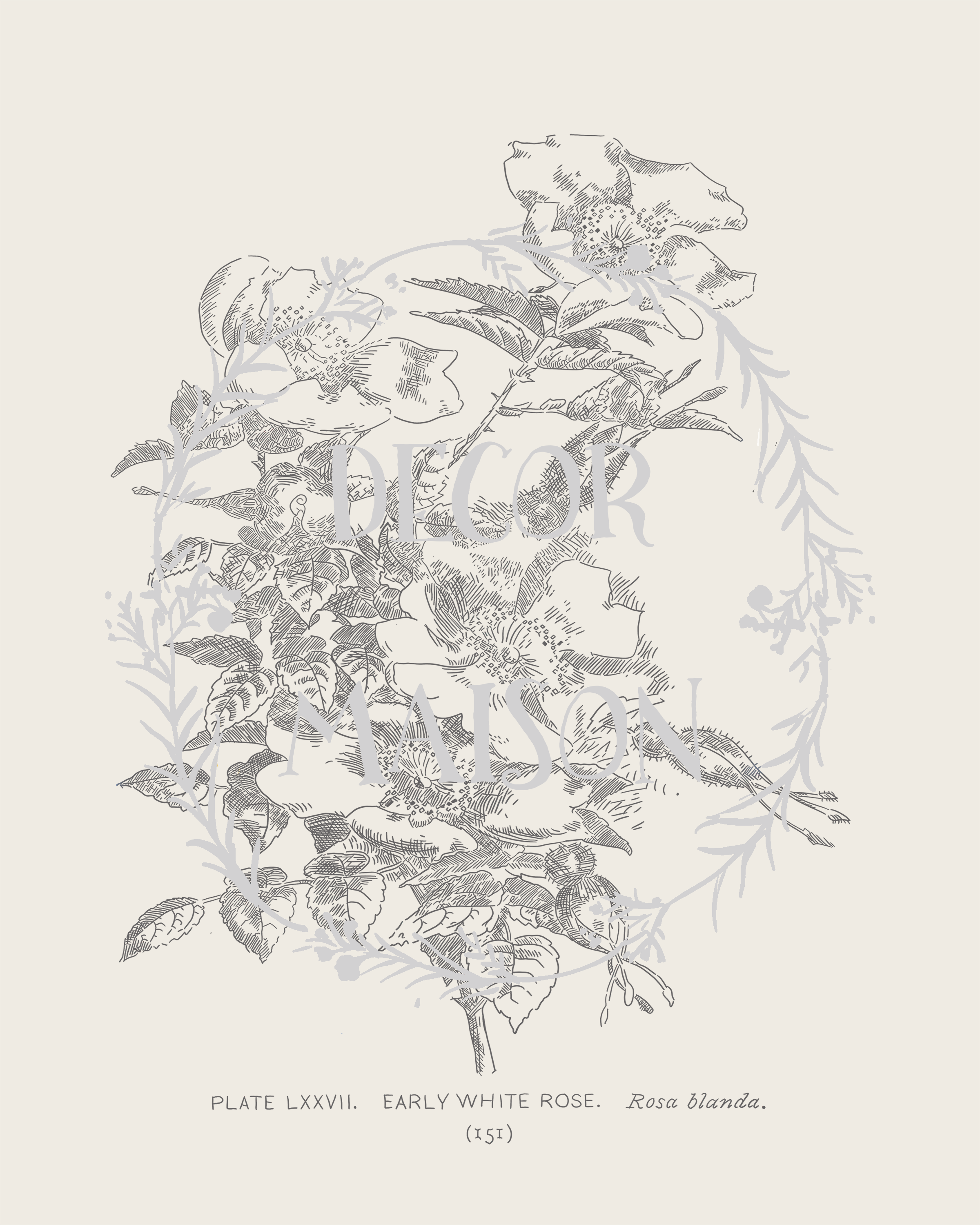 Plate 151 - proof.png