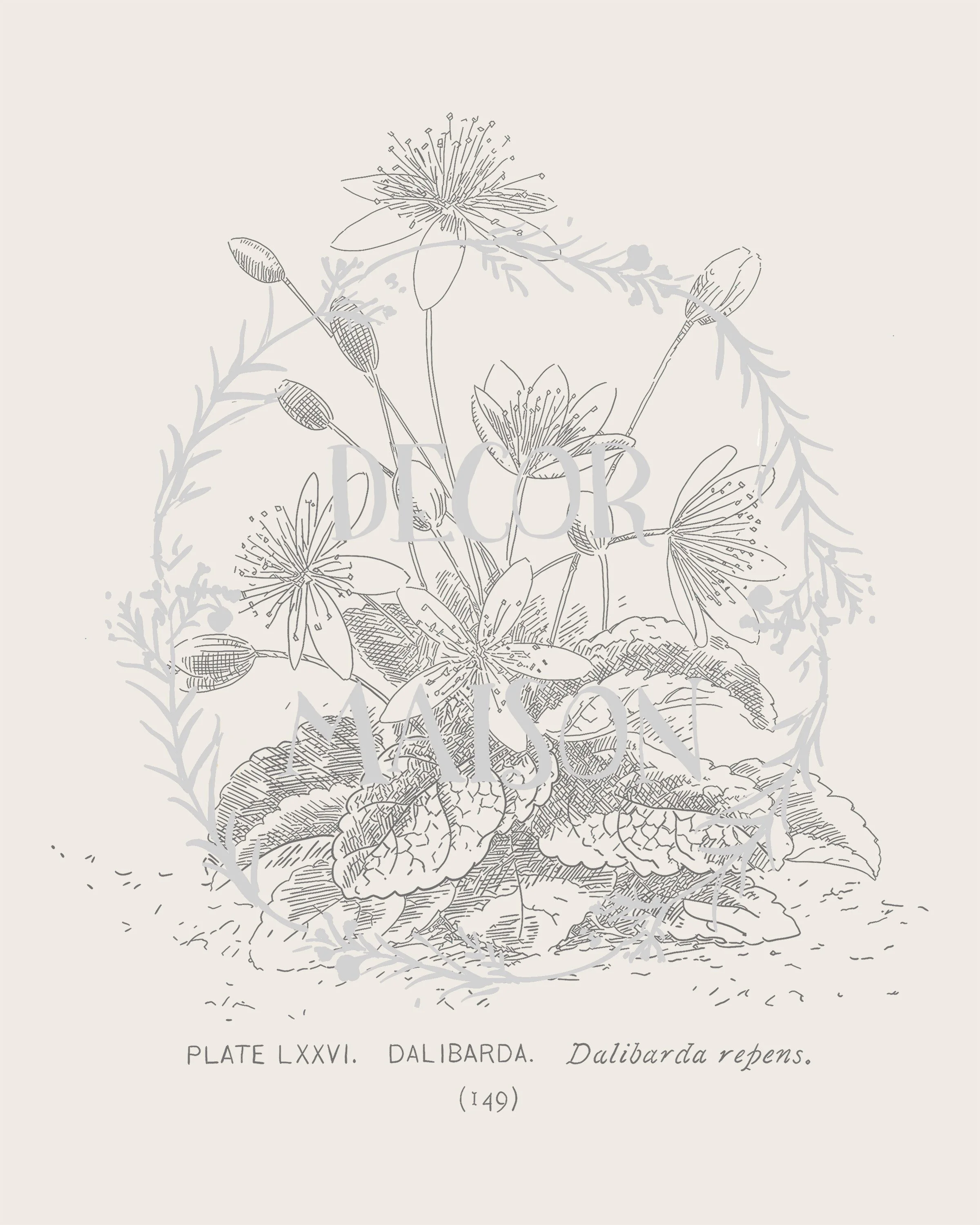 Plate 149 - proof.jpg