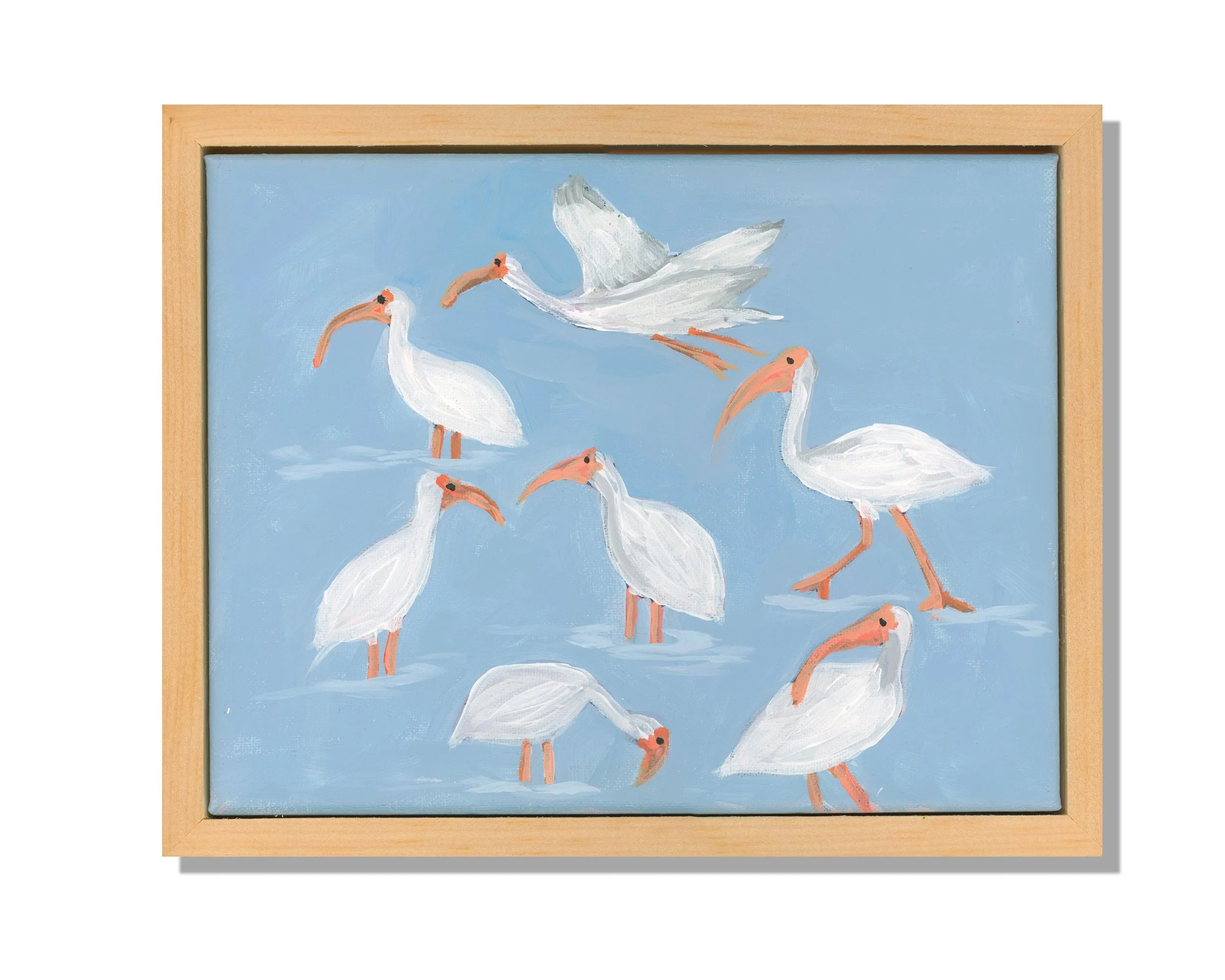 White Ibis Day - Display.jpg