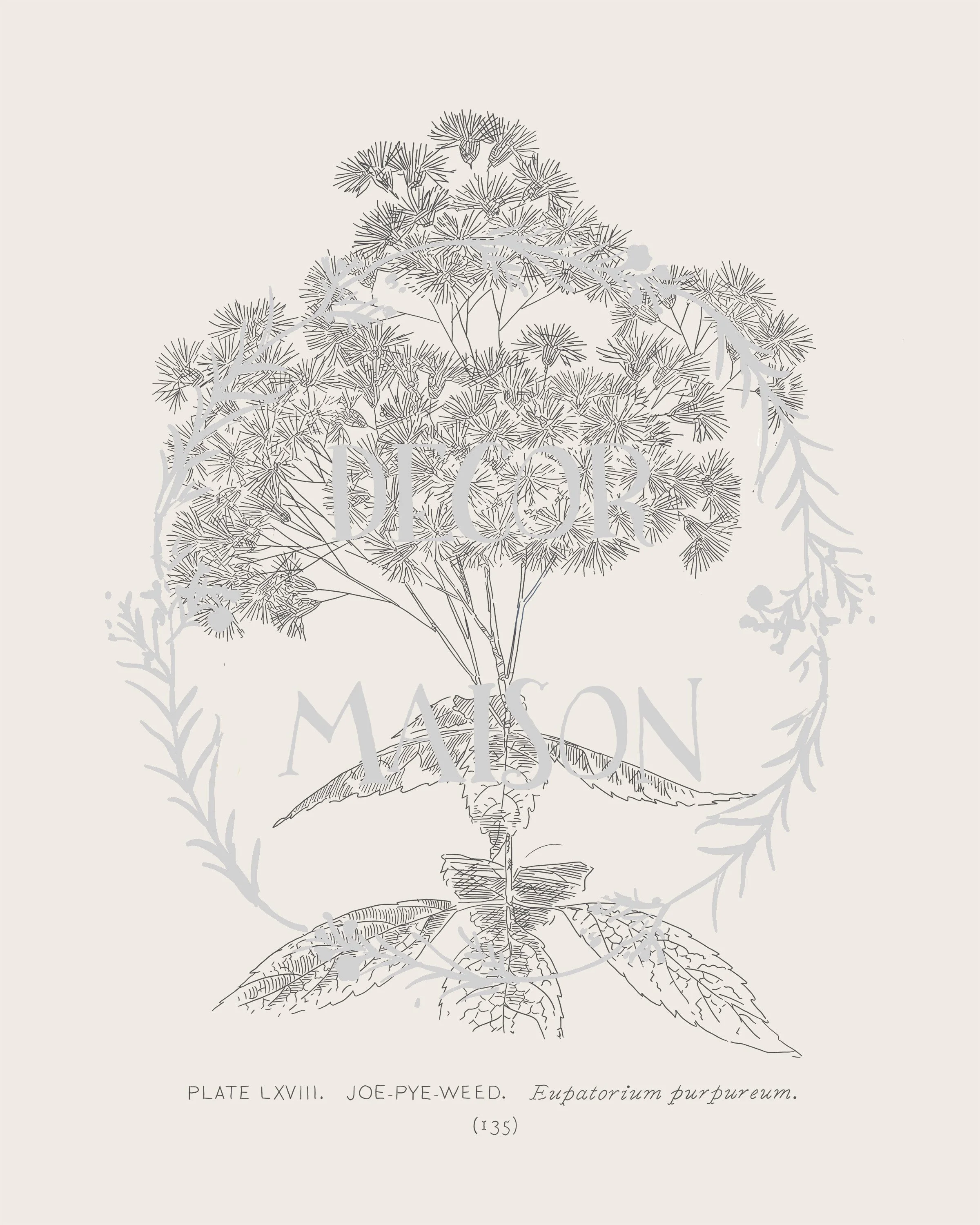 Plate 135 - proof.jpg