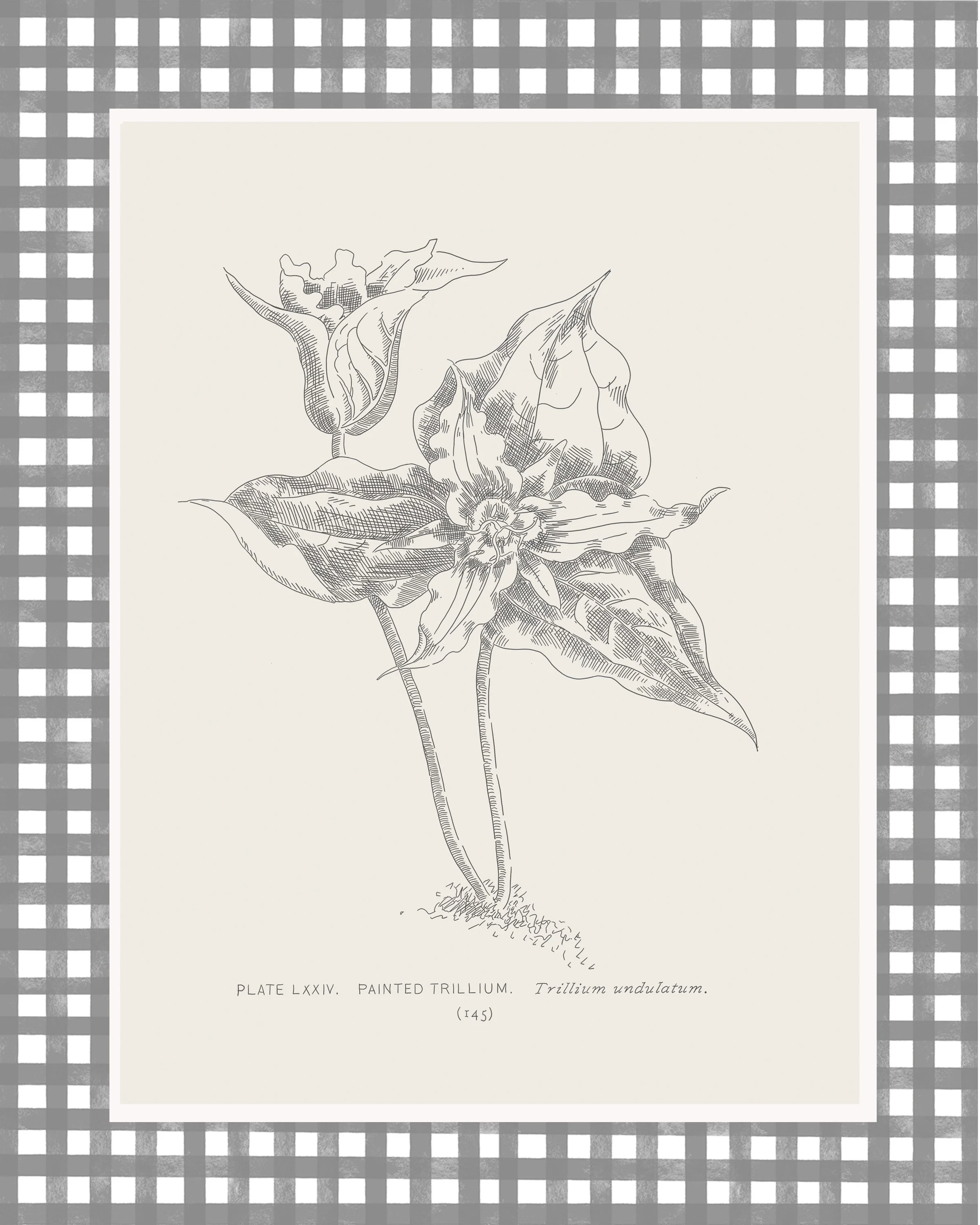Plate 145.jpg
