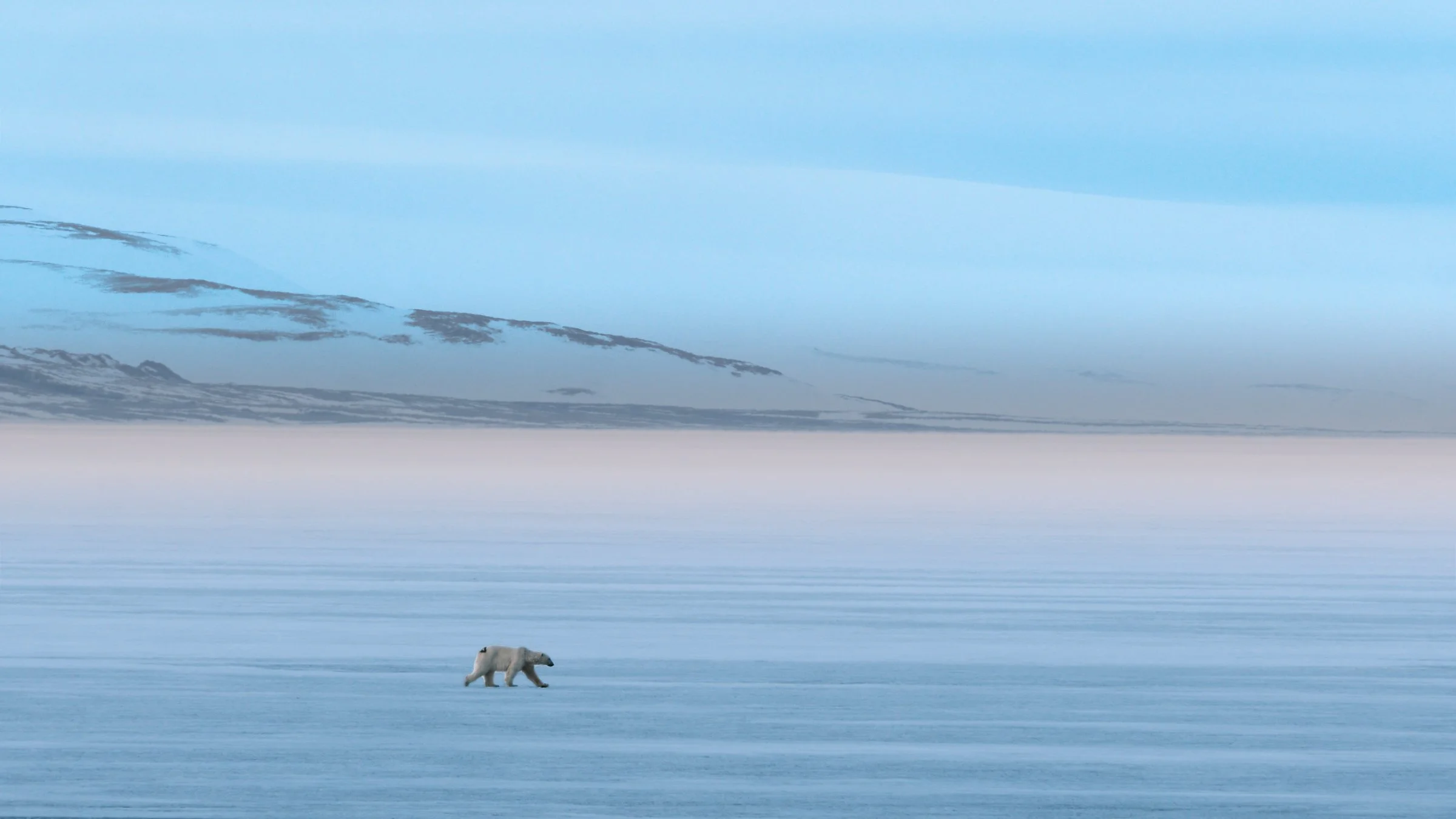 Svalbard_0526_PolarBear_8014.jpg