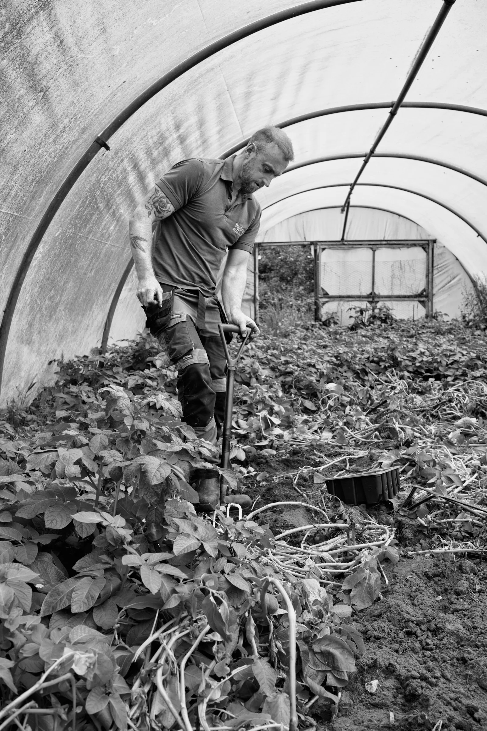 08 - The Lost Lake: Ulster Prince.

"The potato harvest makes visible one stage in the relationship between cultivated land and human sustenance. Production depends on the ground beneath it, connecting the apparent productivity of the present to the 