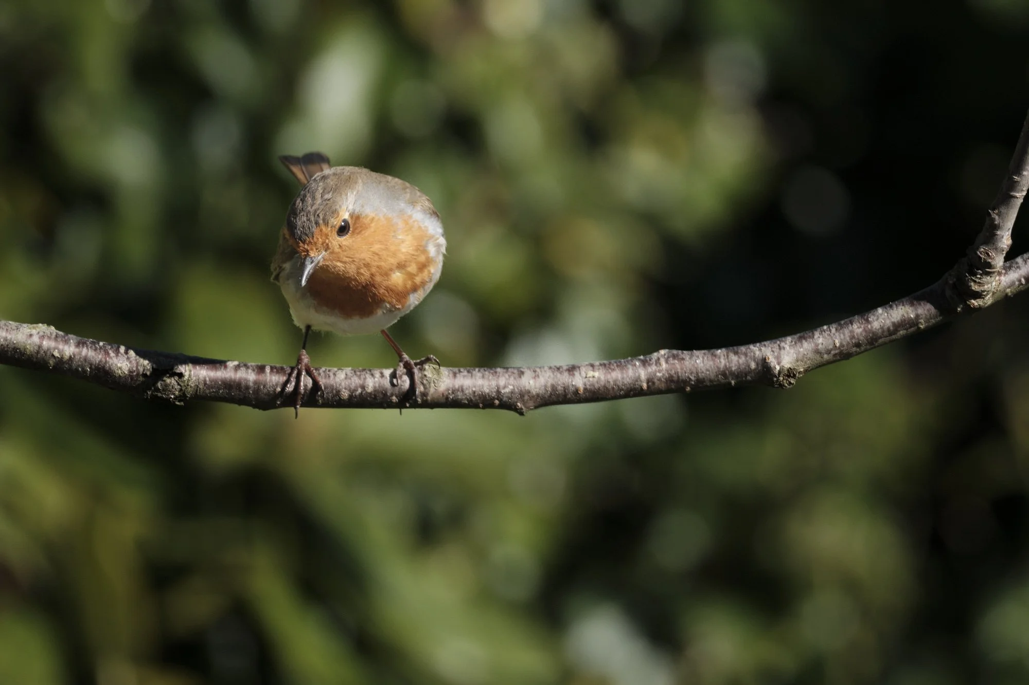 Urban Garden Robin