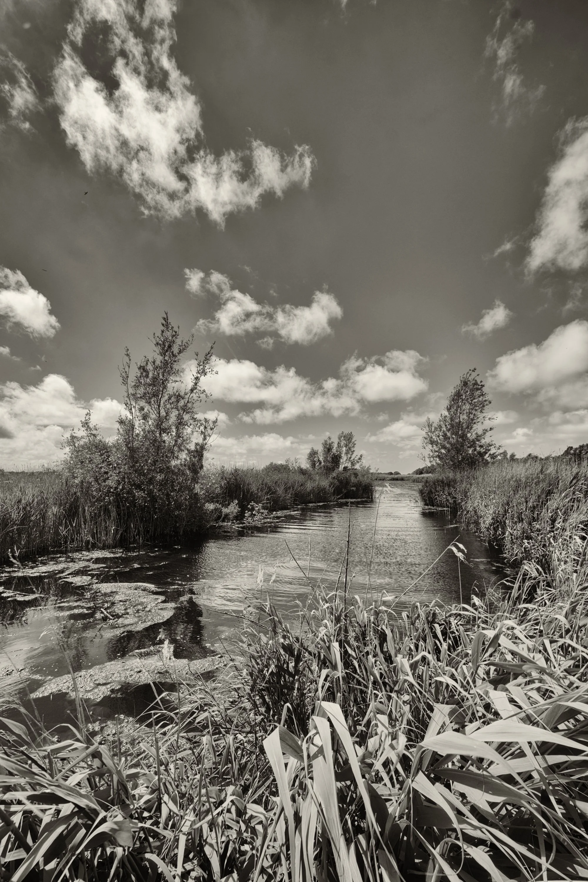 Martin Mere; Lancashires Lost Lake. Image one of a sequence of 5 celebrating the rural landscape of West Lancashire and the communities around what was once England's largest lake.