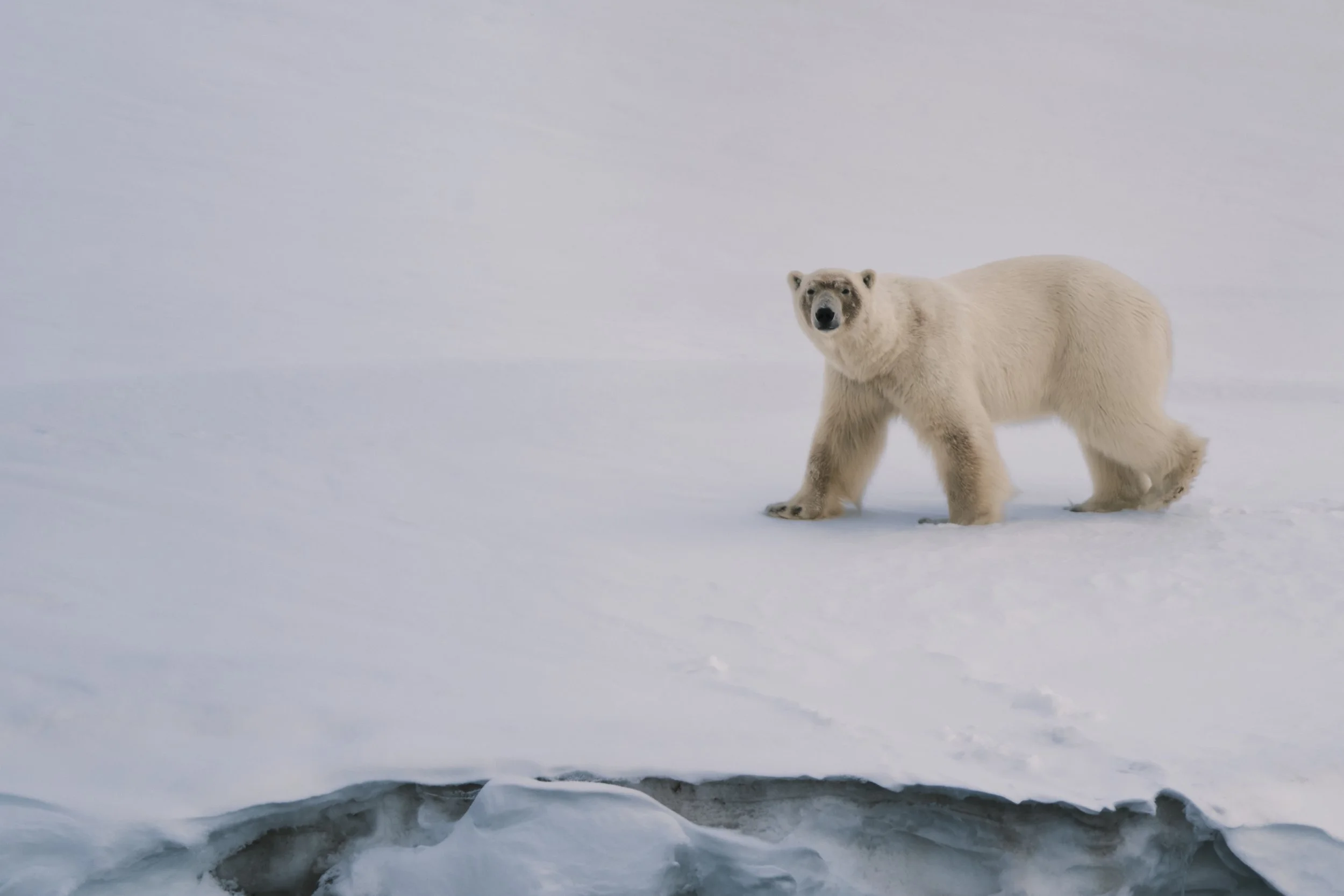 Svalbard_0526_PolarBear_Idunneset_7929.jpg