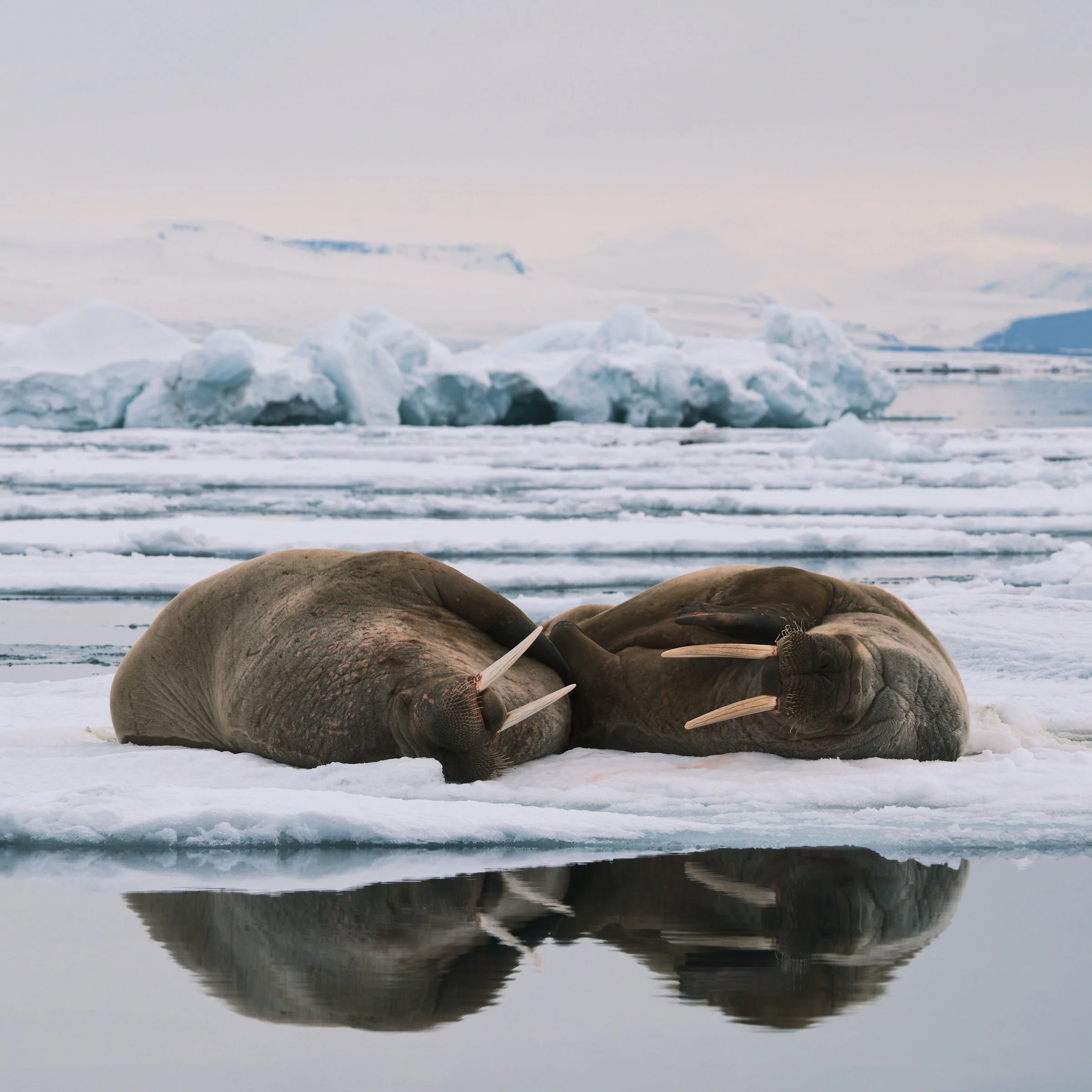 Svalbard_Walrus_9263.jpg