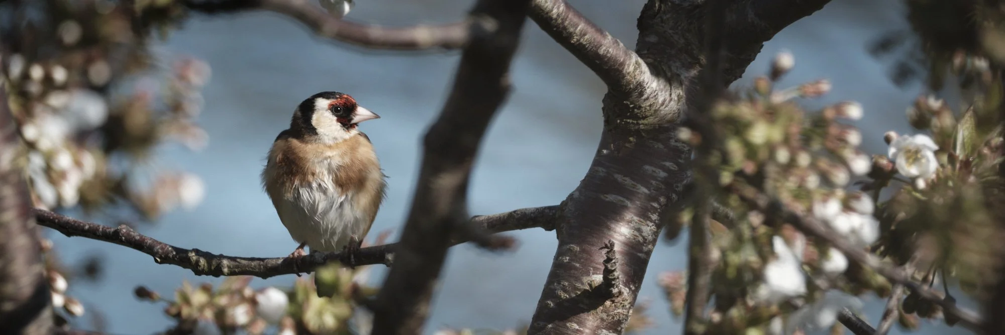 Gold Finch & Cherry Blossom