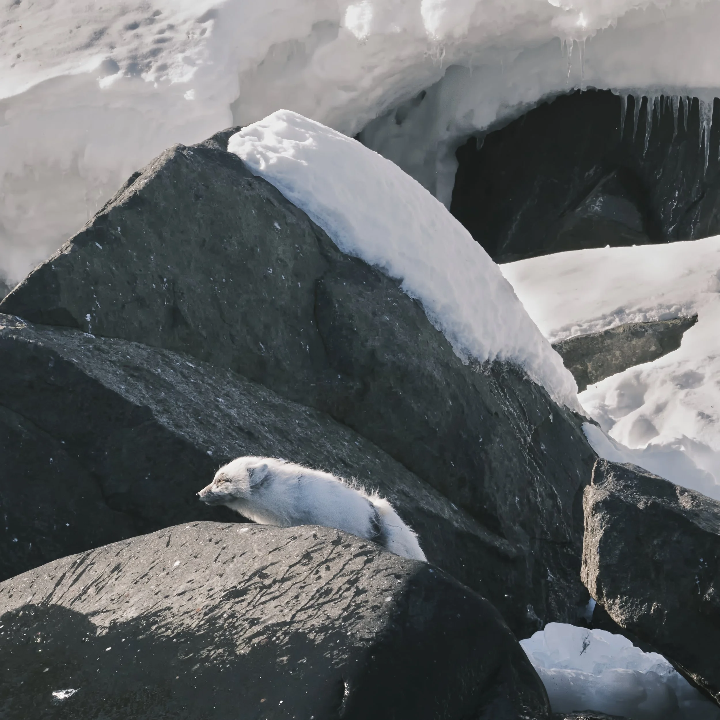 Svalbard_0526_ArticFox_7749.jpg