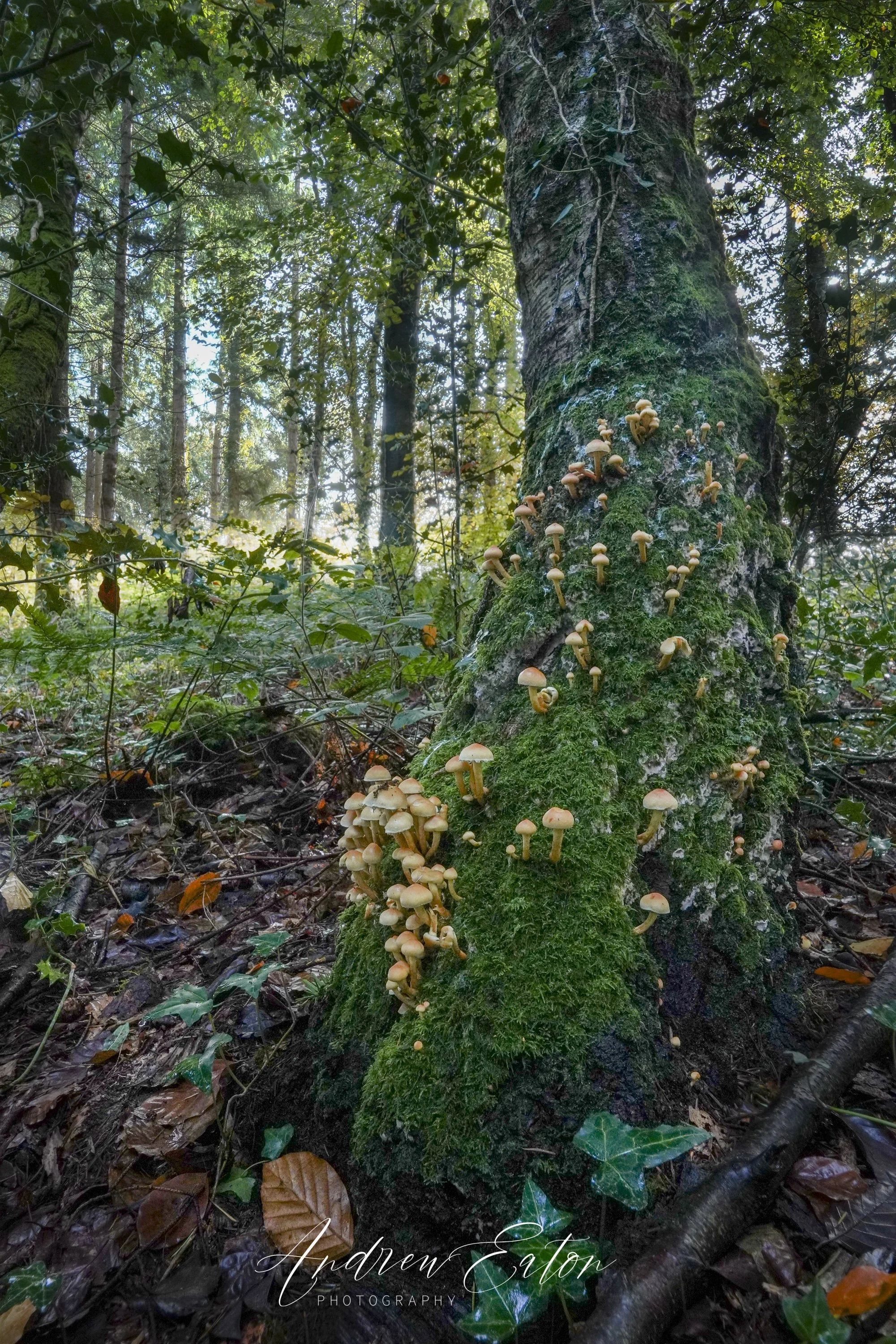 Tree Fungi