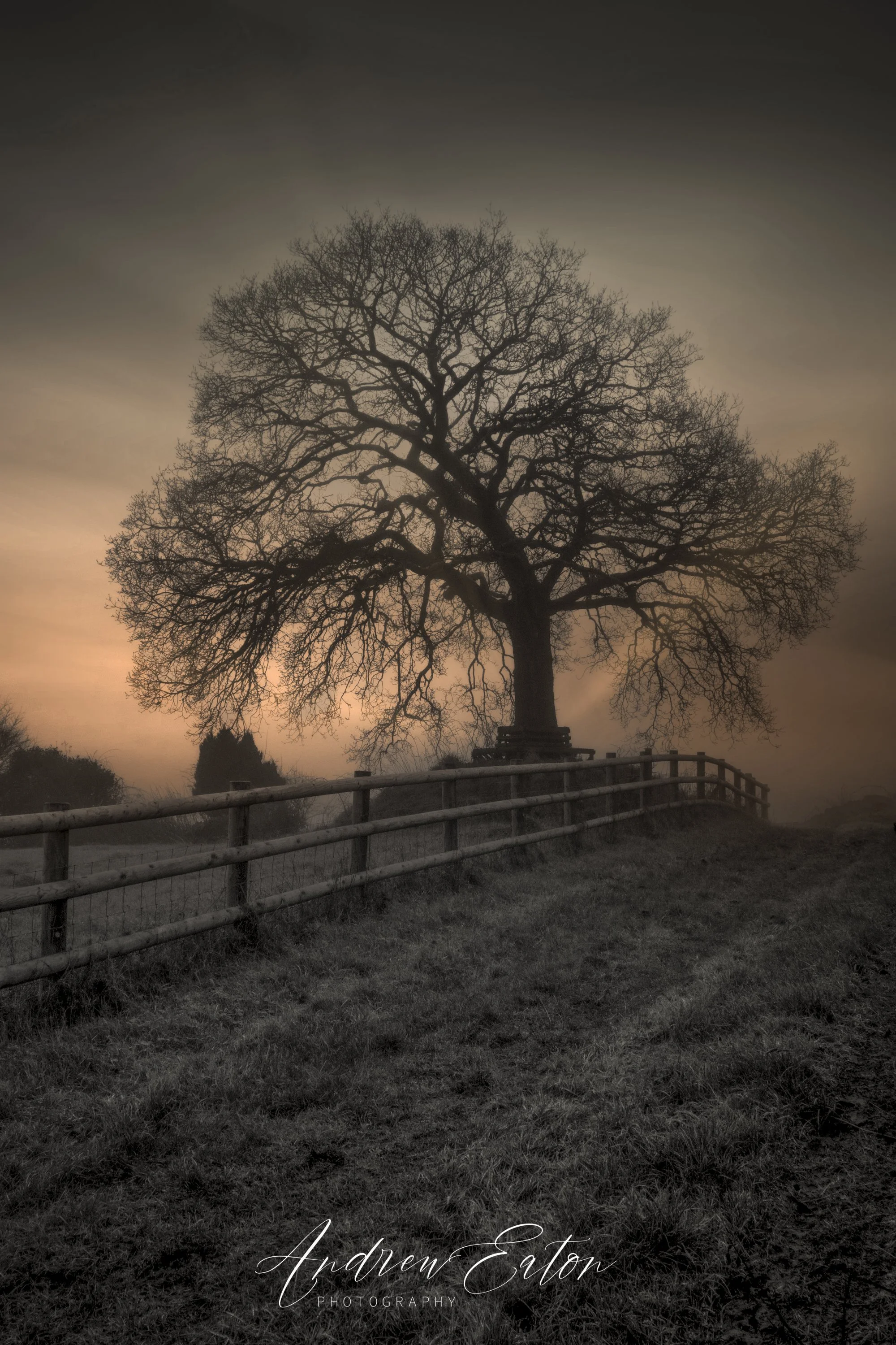 Foggy Tree Silhouette