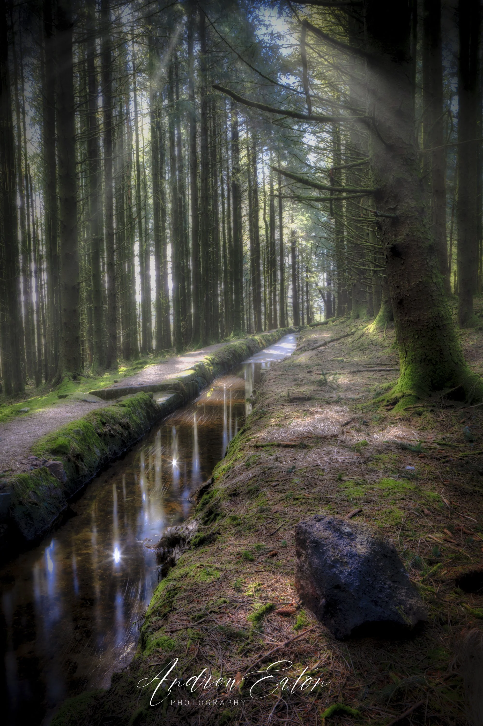 The Devonport Leat starts its journey through Beardown Wood
