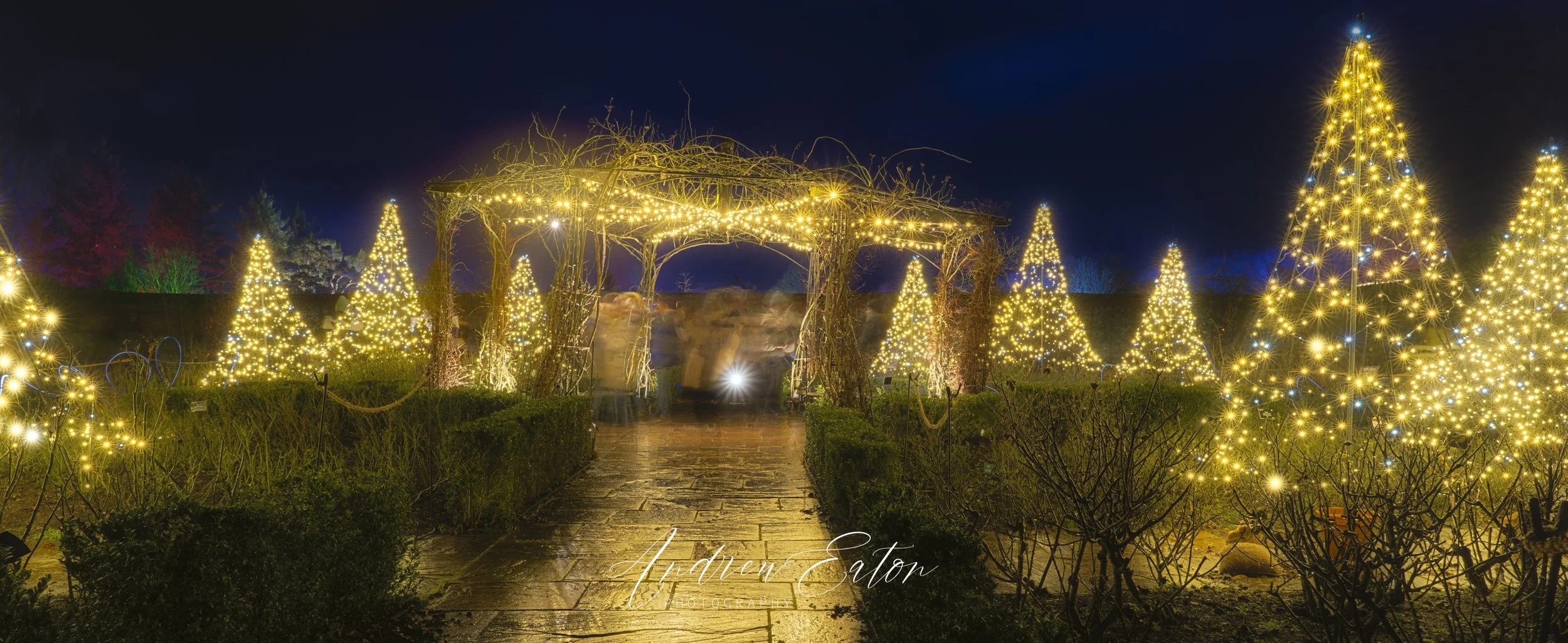 RHS Rosemoor Glow