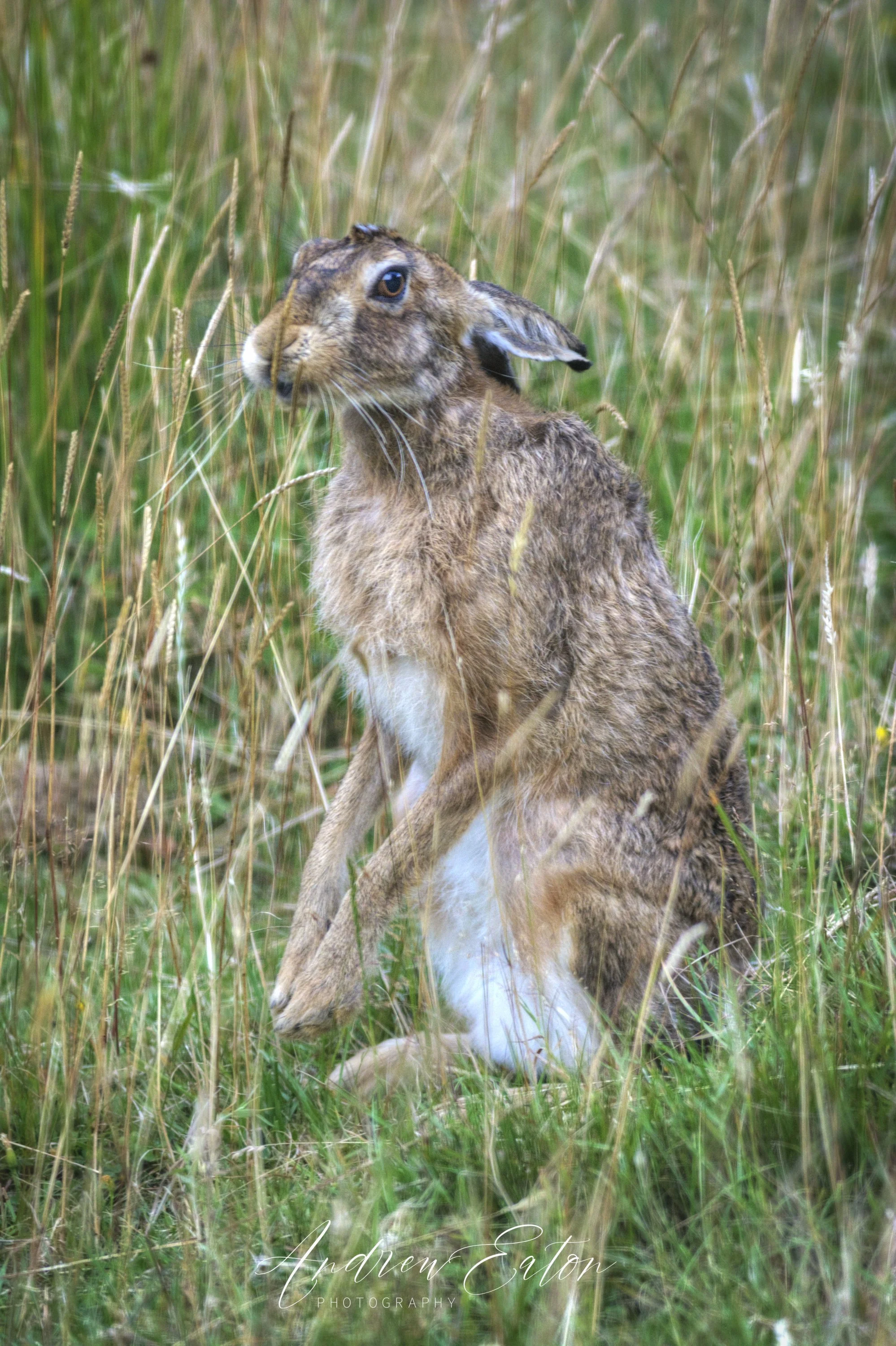 Brown Hare