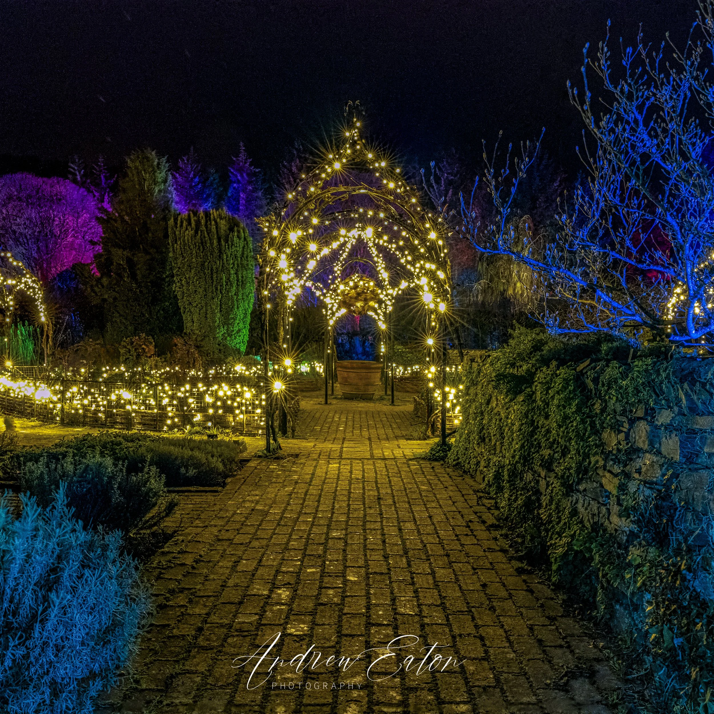 RHS Rosemoor Glow 2023